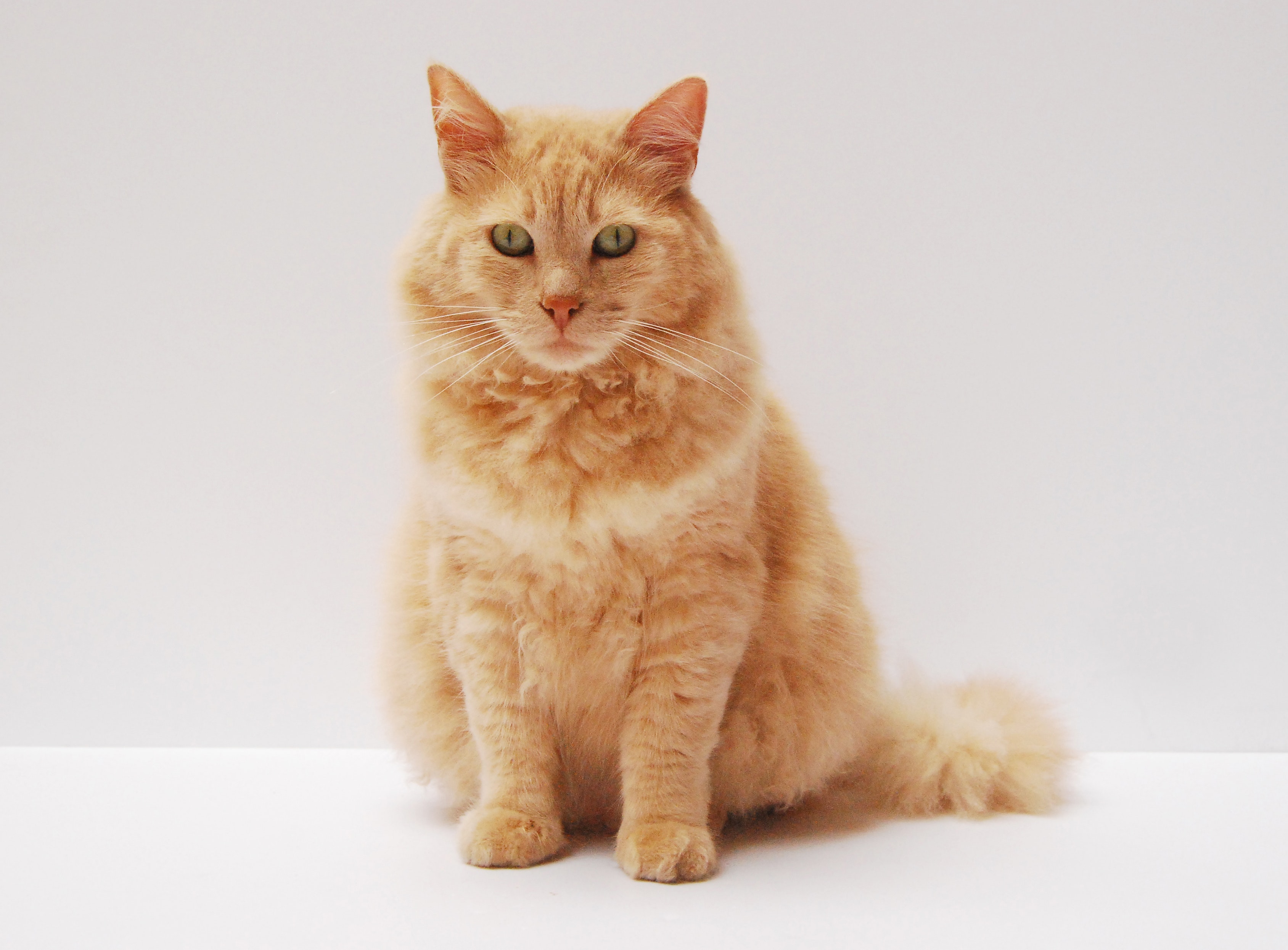 Cat Images · Pexels · Free Stock Photos