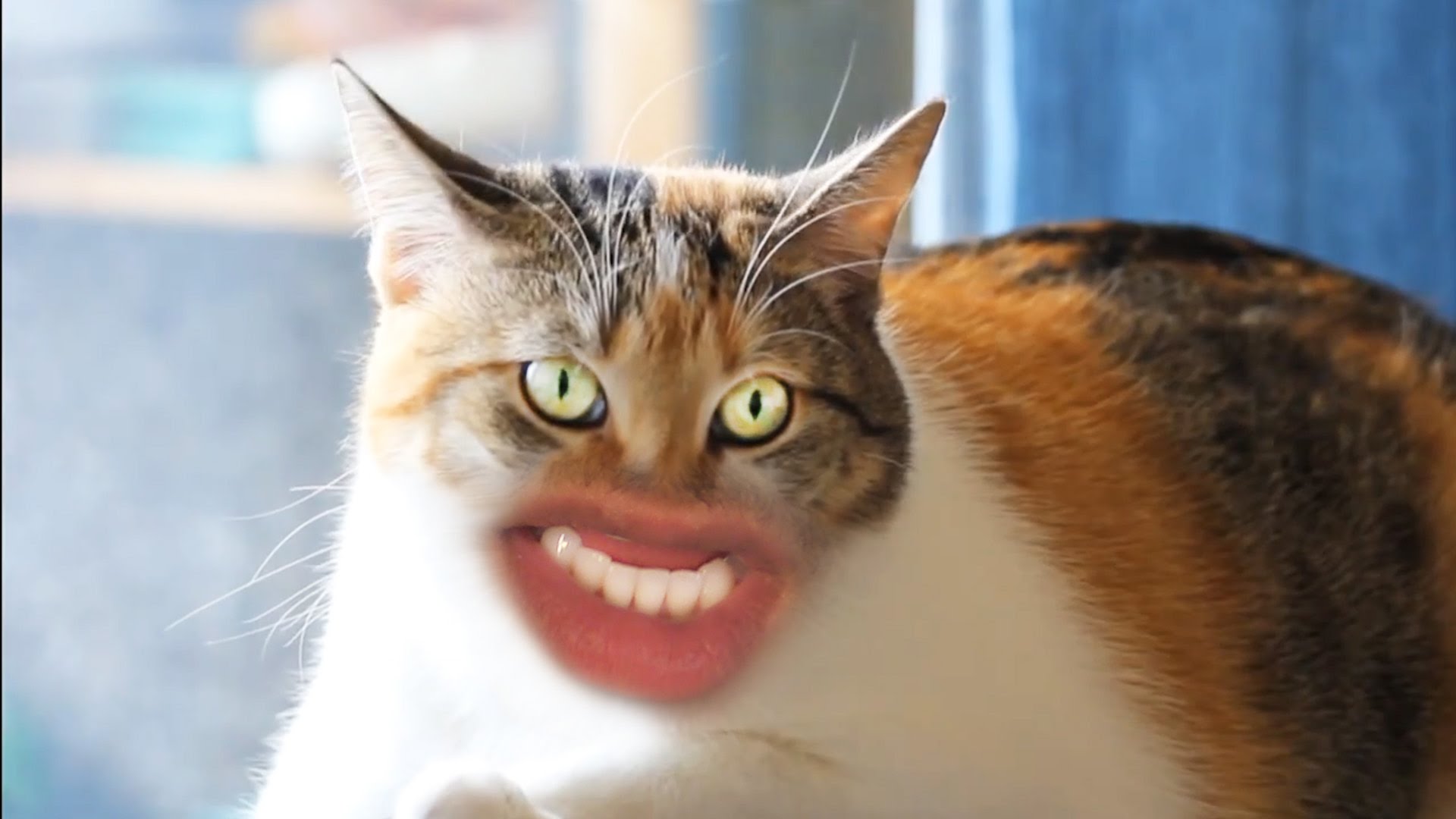 A Ridiculous Video Featuring Cats With Human Mouths Attempting to ...