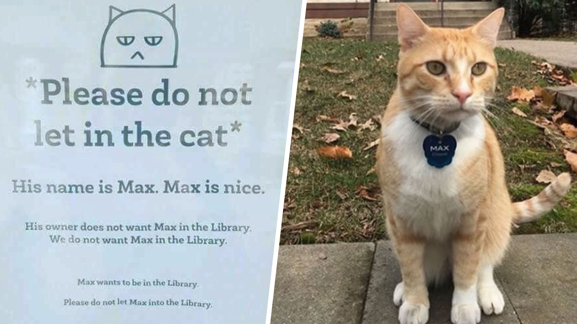 Max the cat is banned from library, becomes internet darling