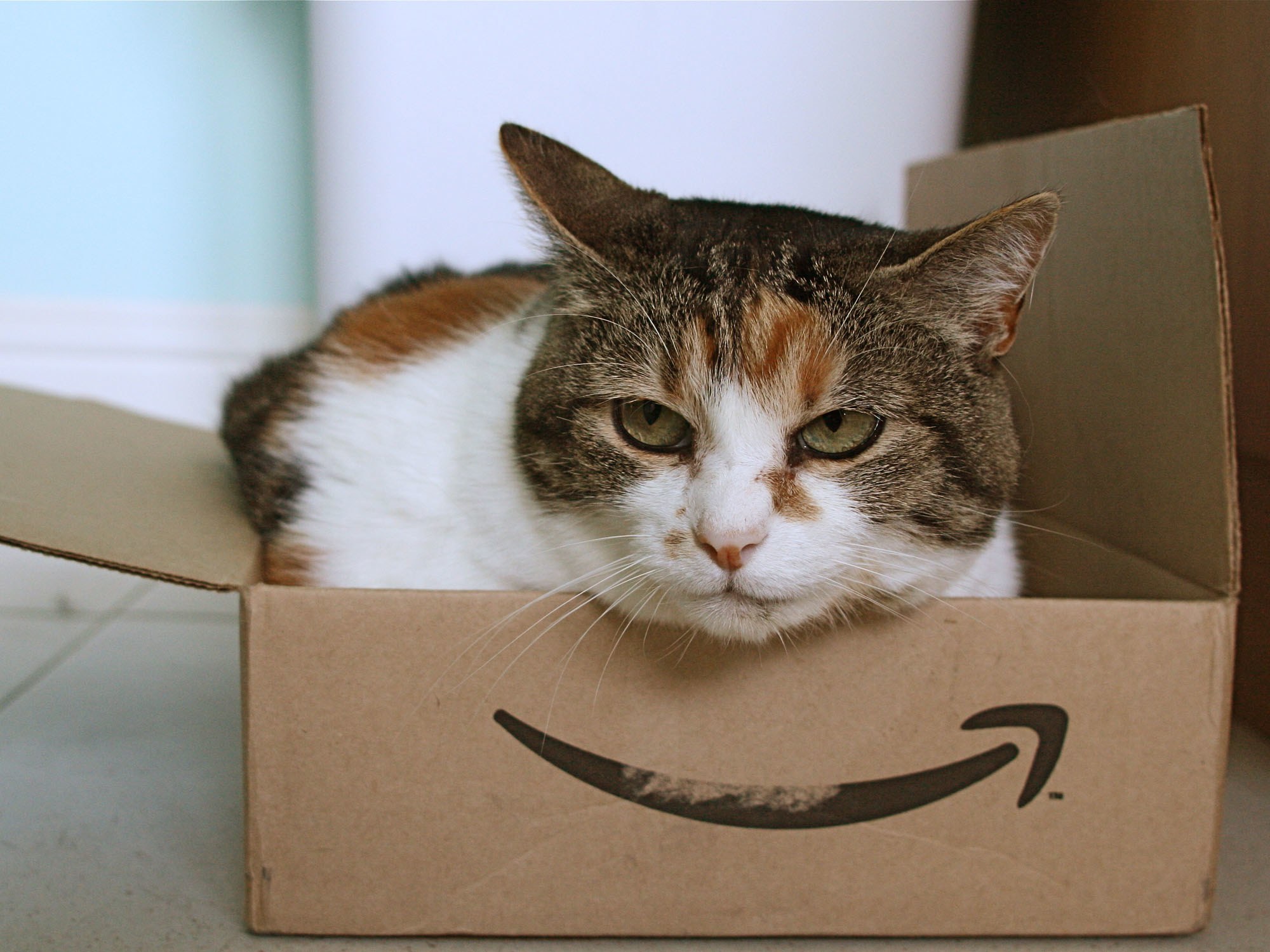 What's Up With That: Why Do Cats Love Boxes So Much? | WIRED