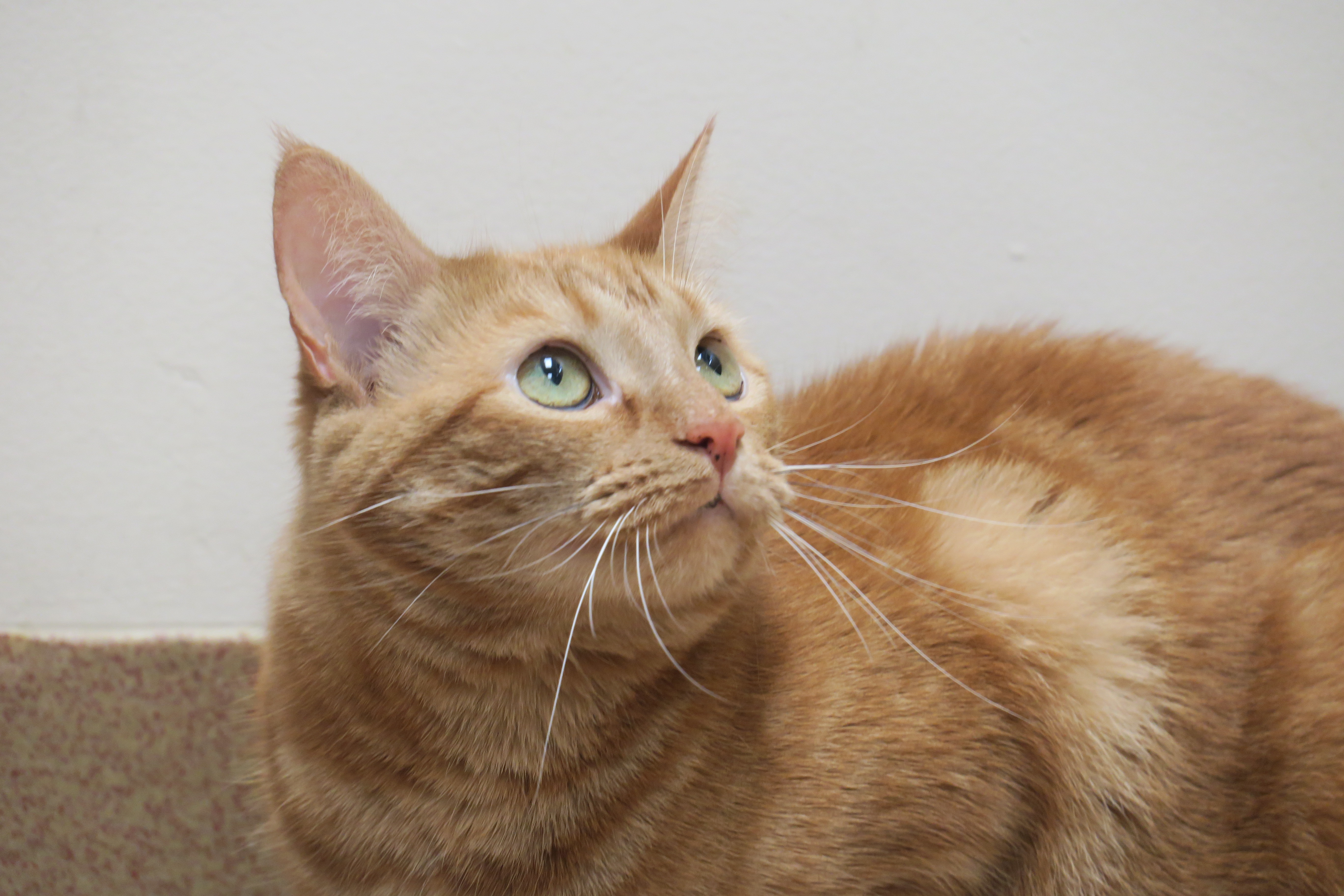 Cat for Adoption – Cashmere (RARE Orange Female Cat!), near Rancho ...
