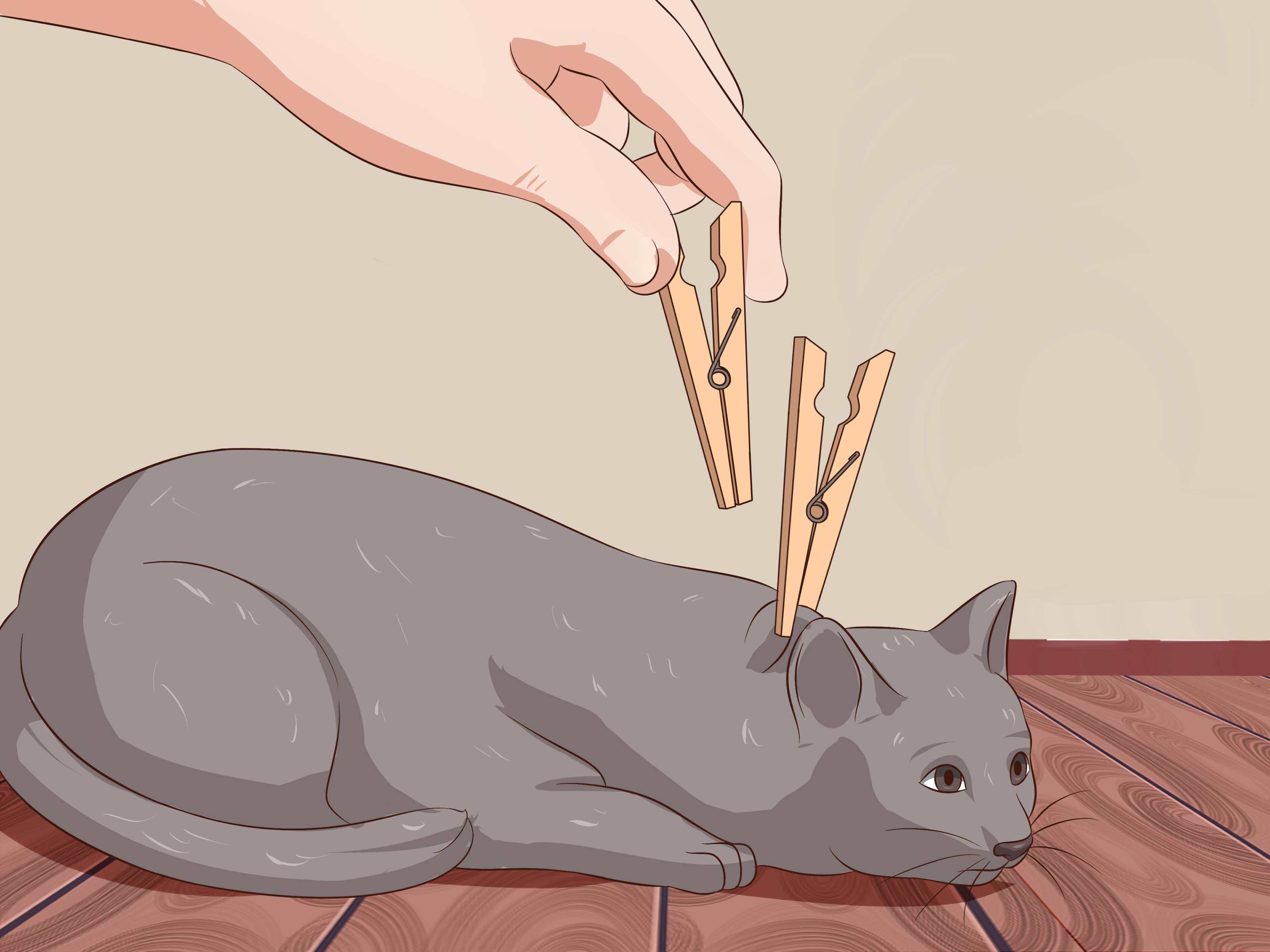 How to Deactivate Your Cat: 8 Steps (with Pictures) - wikiHow