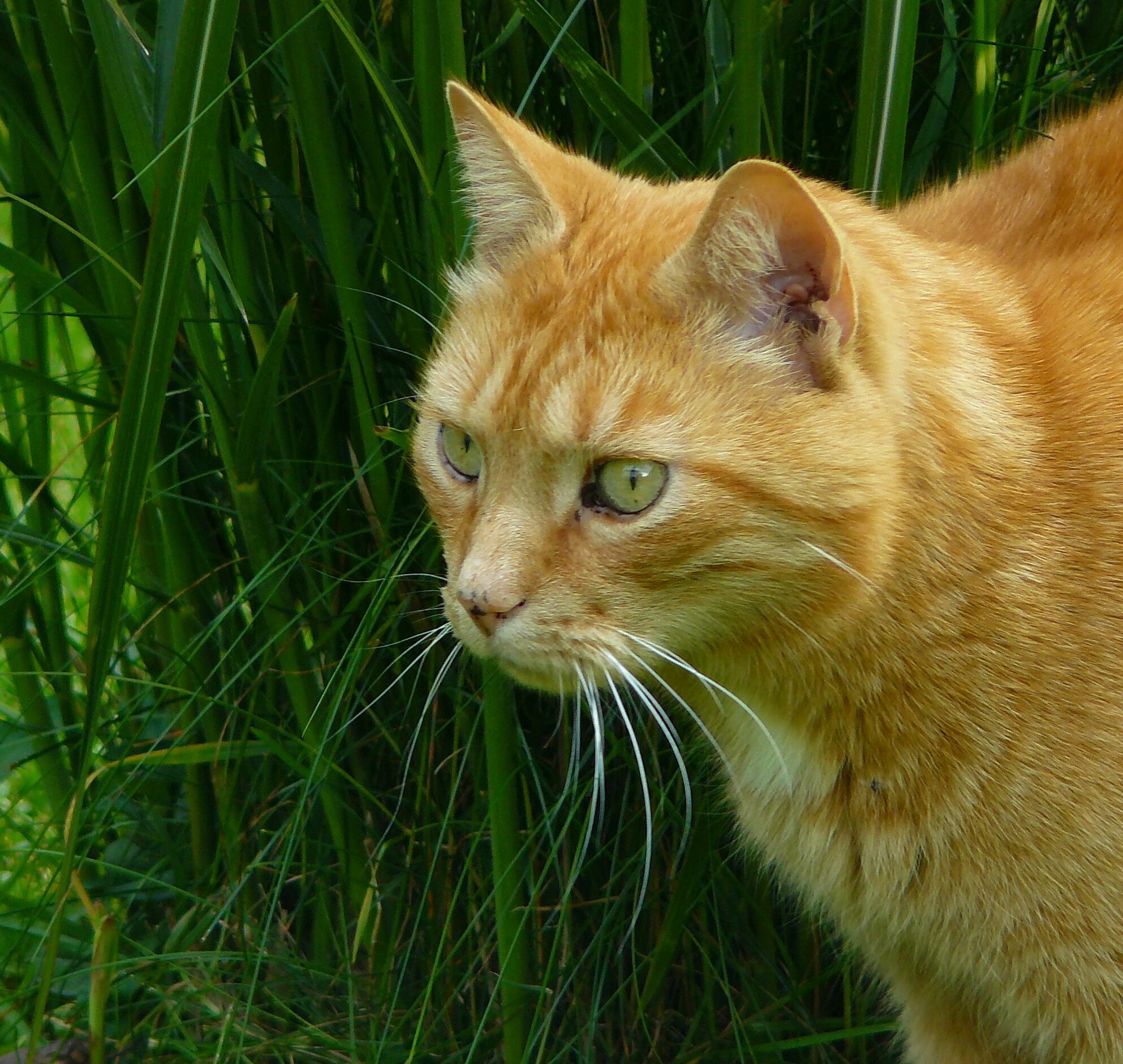 Породы кошек с рыжими глазами. Европейская короткошерстная кошка рыжая. Сибирский Крысолов рыжий. Сибирский гладкошерстный рыжий кот. Сибирский Крысолов кот рыжий.