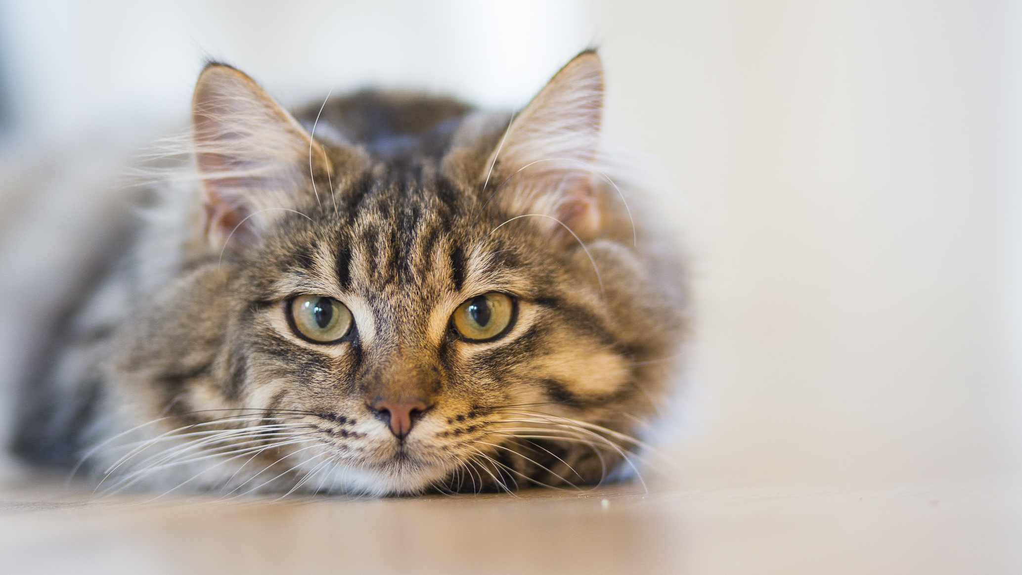 4 Types of Cat Cancer and Their Common Symptoms