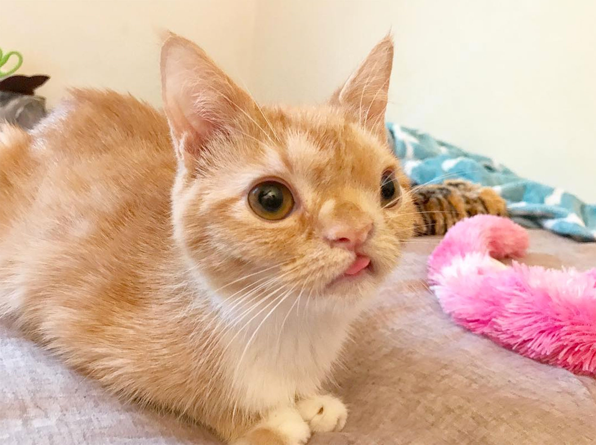 Smush the Instagram Cat with a Cleft Lip | PEOPLE.com