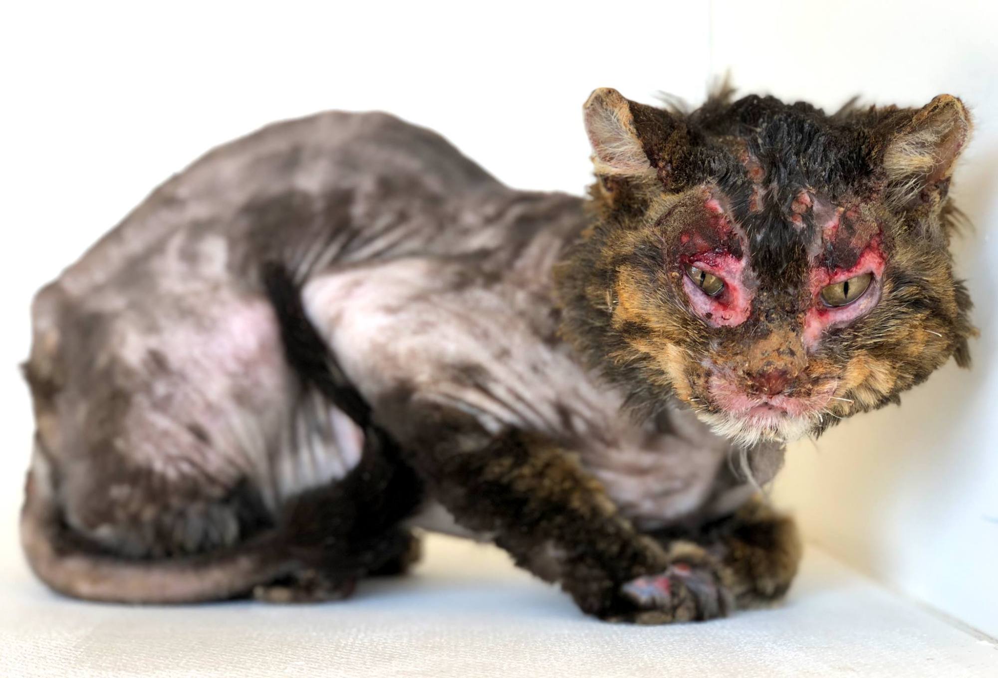 Cat badly burned in Sanpete County on the mend | fox13now.com