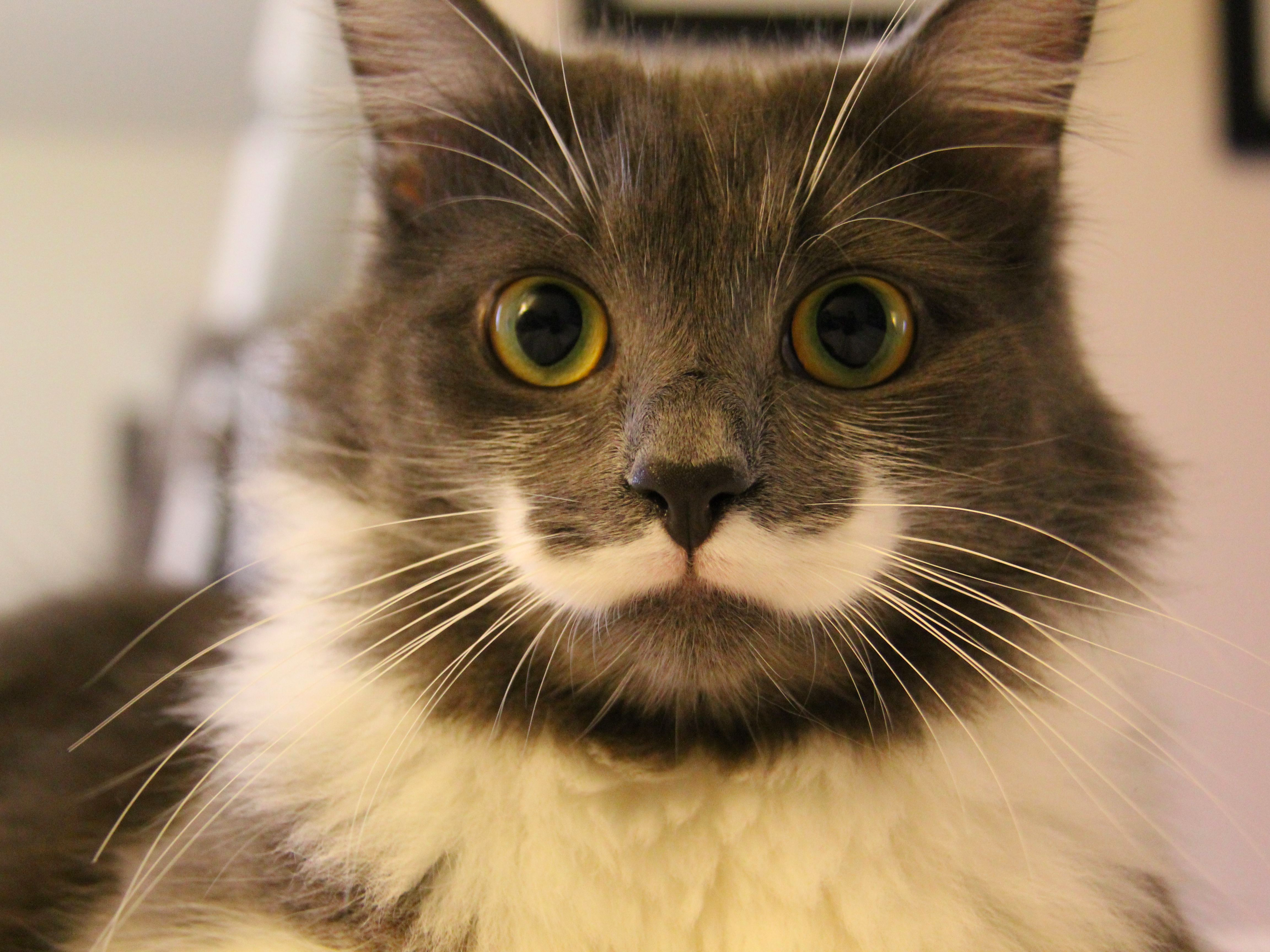 The man behind Hamilton the hipster cat on Instagram - Business Insider