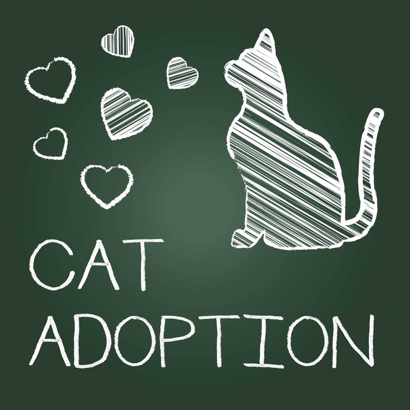 Cat adoption shows kitten pet and adopting photo