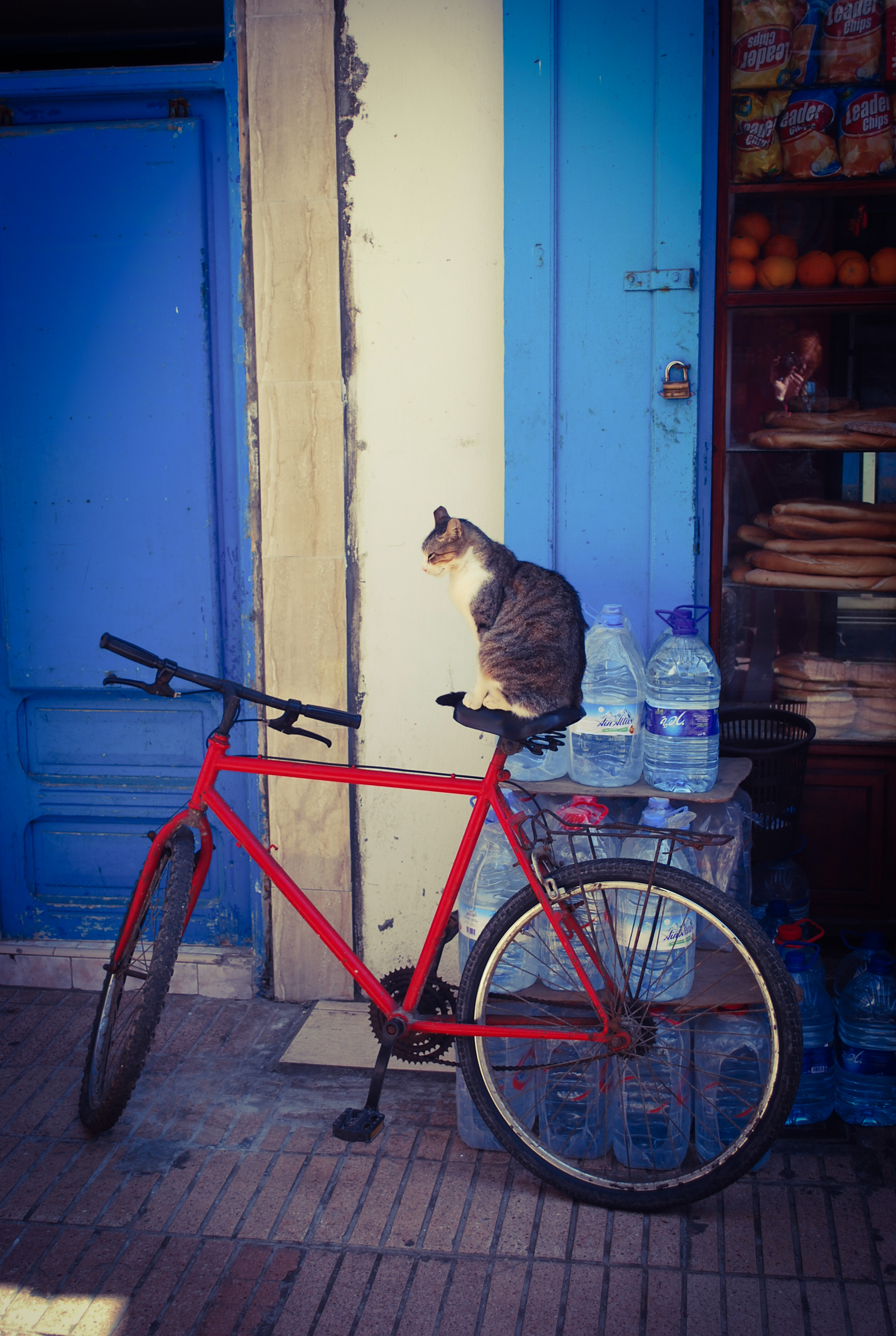 It's not every day you see a cat riding a bicycle (Essaouira ...