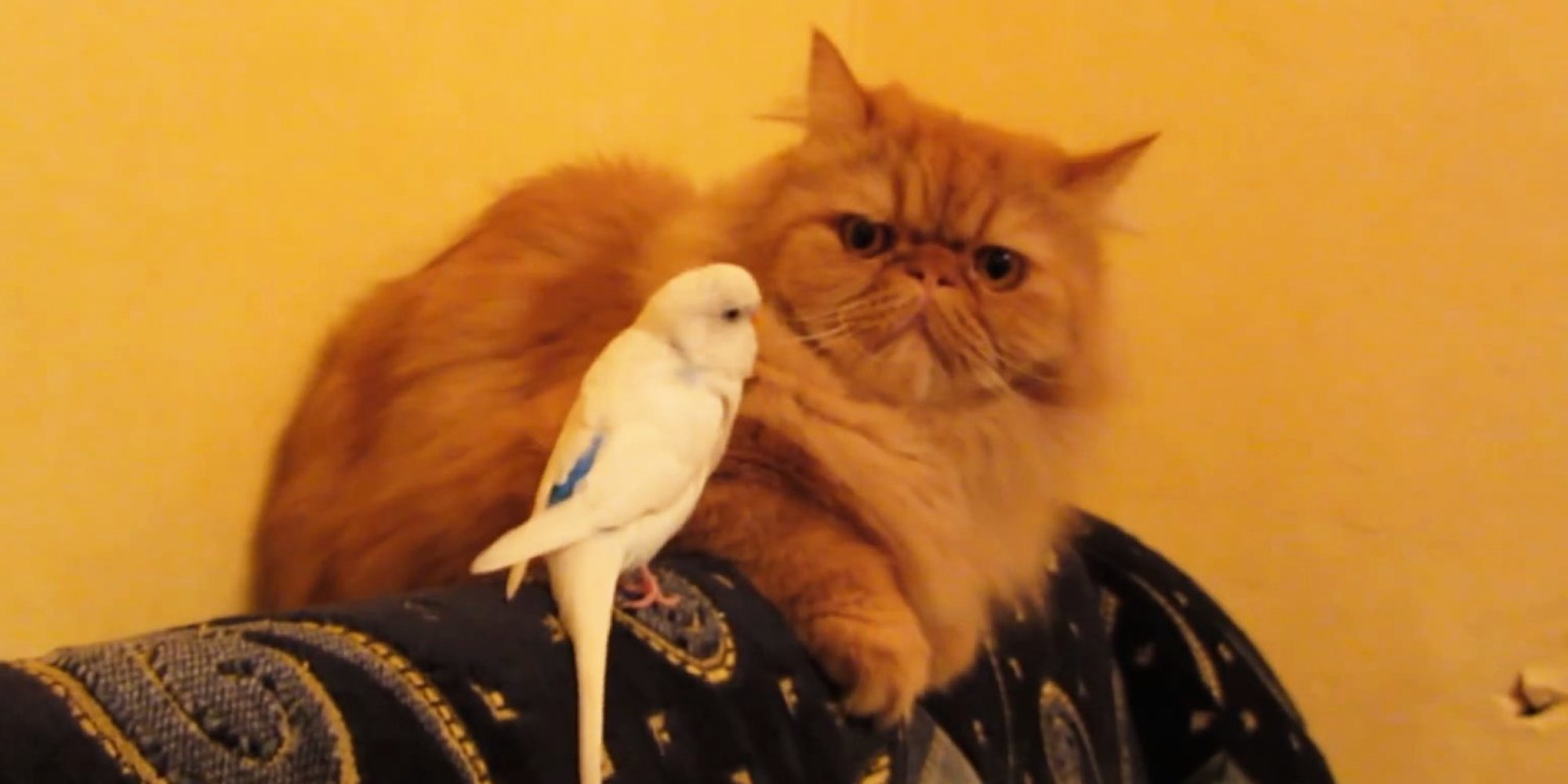 Here's Proof That Birds Just Desperately Want To Be Friends With ...