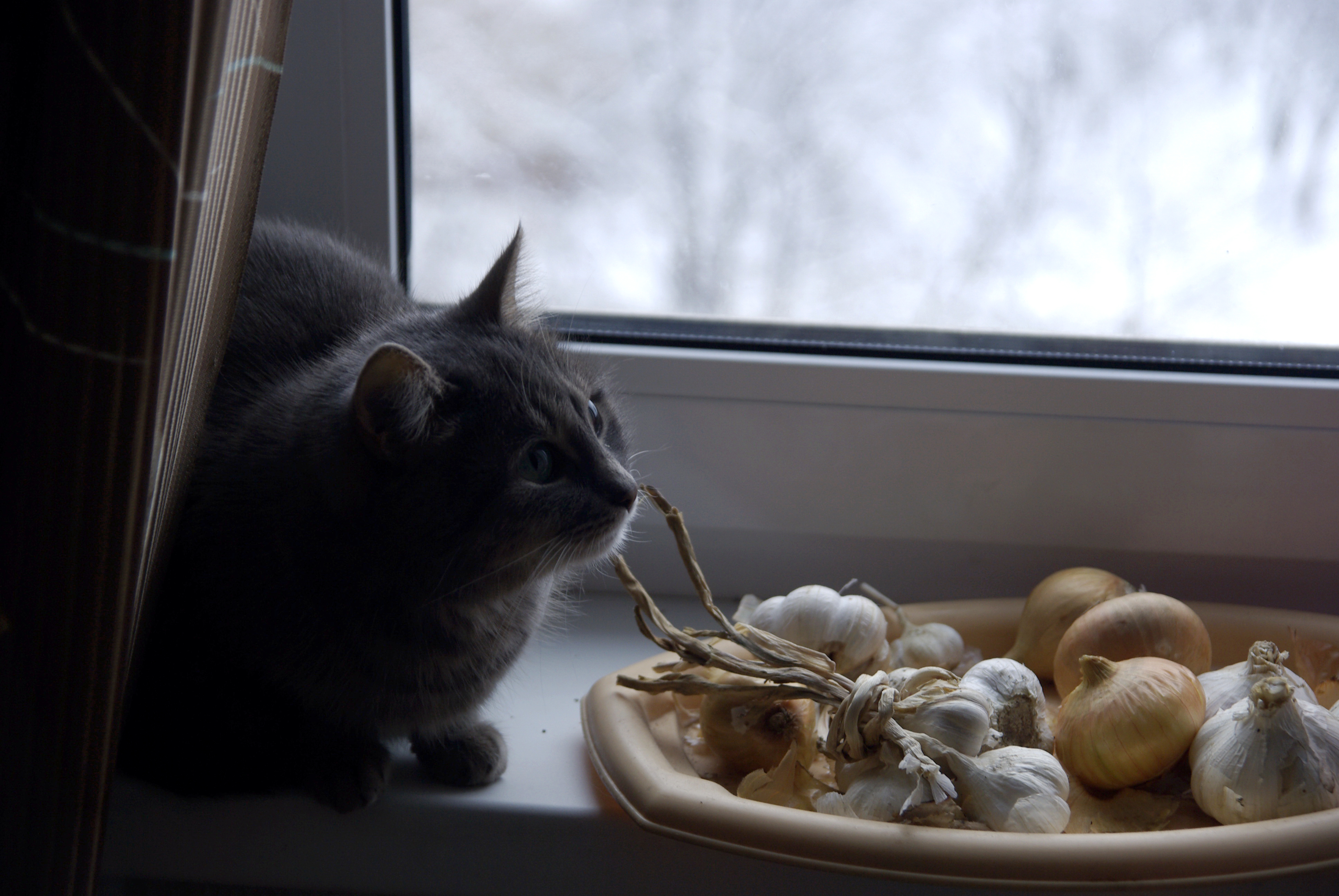 Cat and onion, Animal, Cat, Composition, Food, HQ Photo