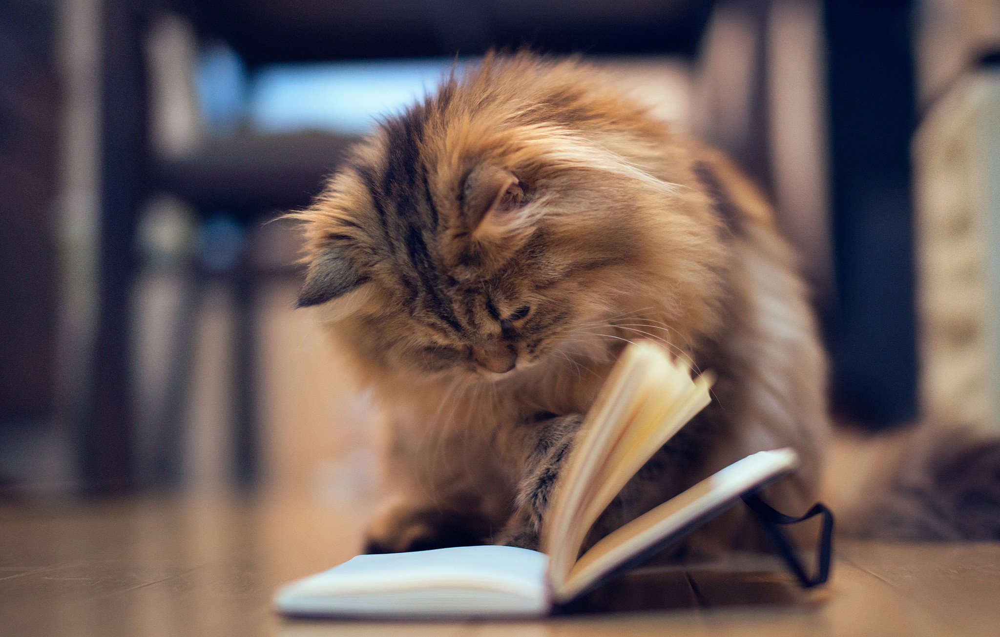 Cat: Reading Lovely Bookworm Cat Book Kitty Picture Love HD 16:9 ...
