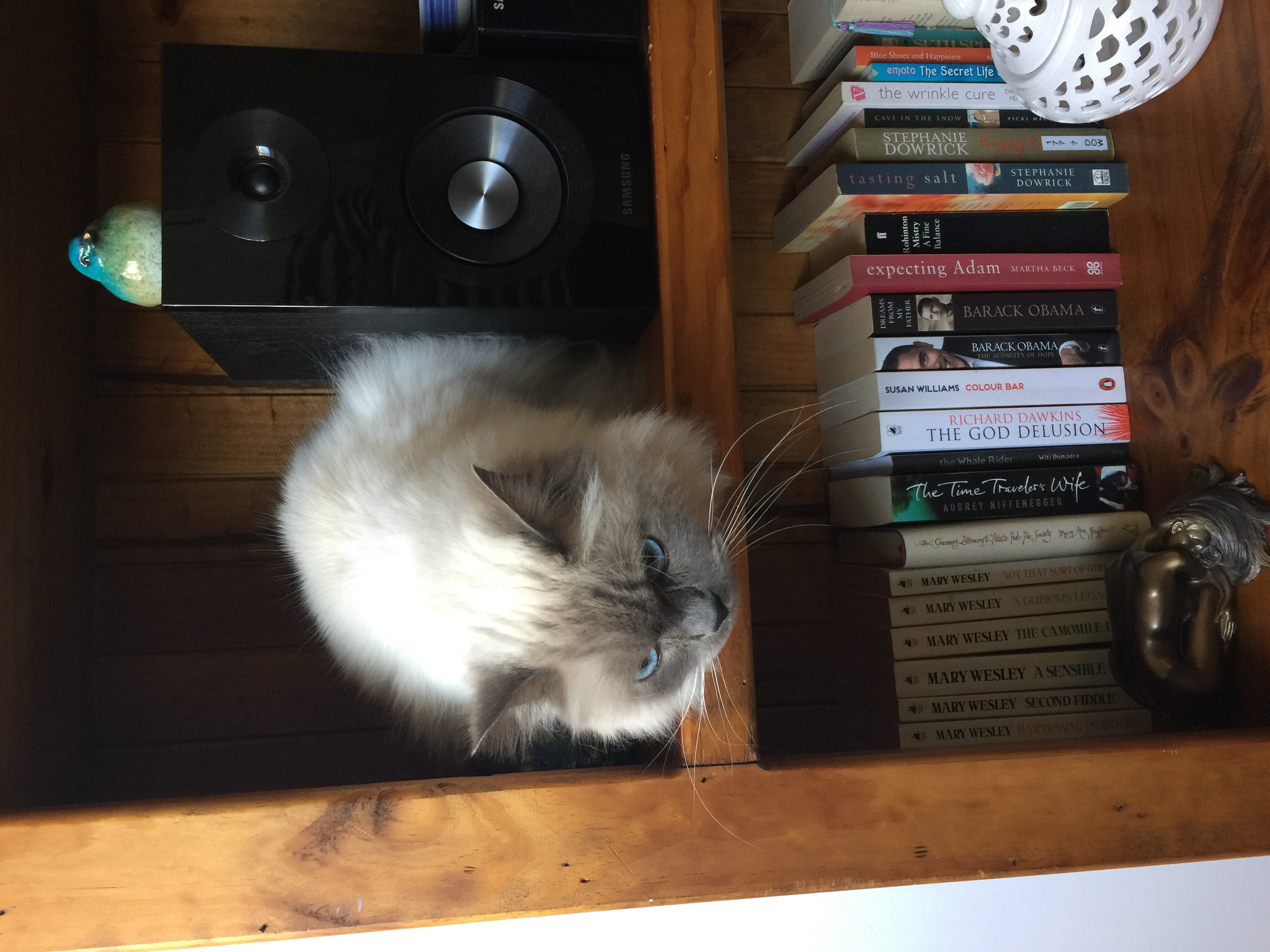 Pin by Yukiro Singa Mangku on Bookworm | Pinterest | Cat and Animal
