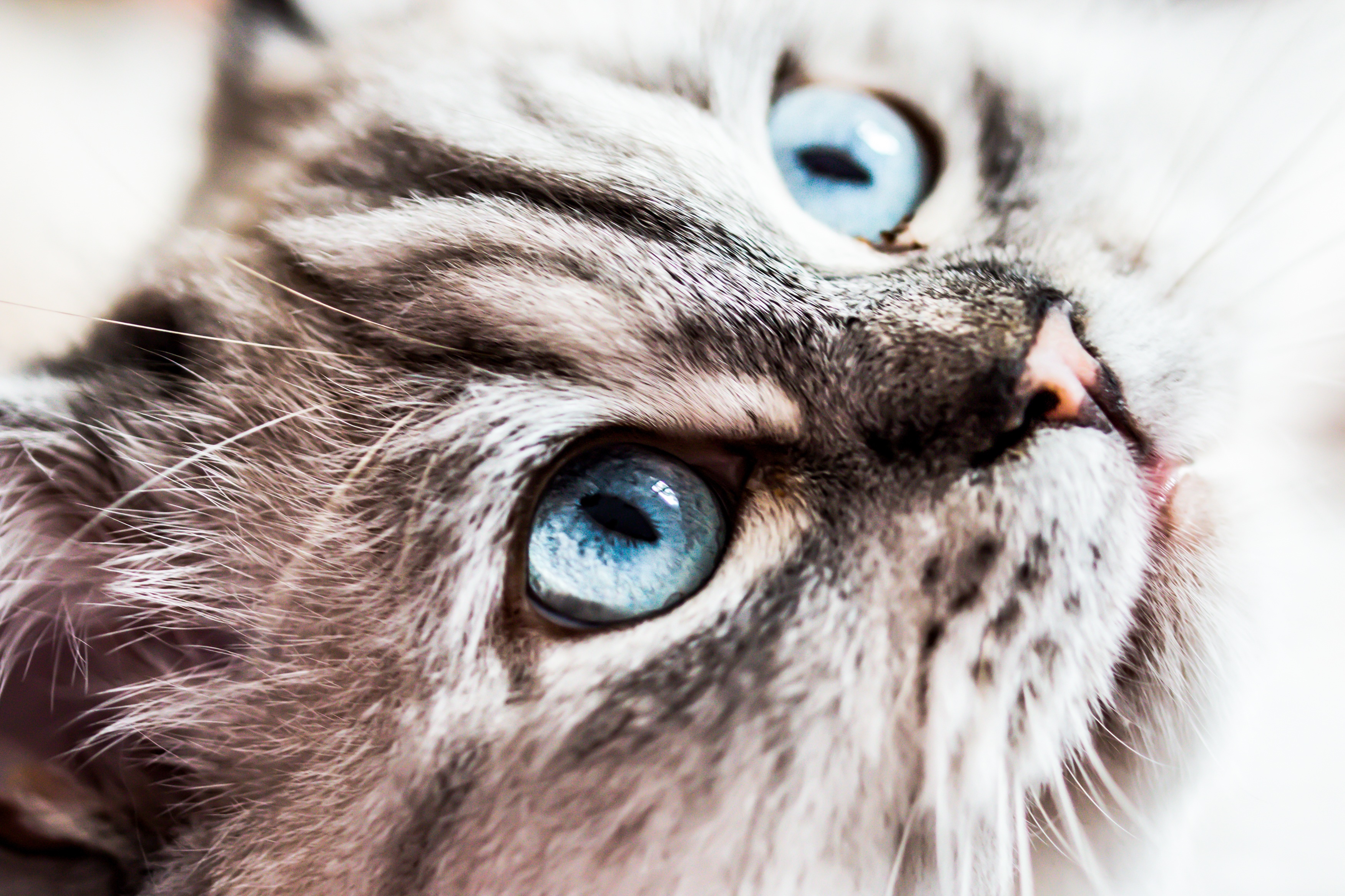 Cat closeup photo