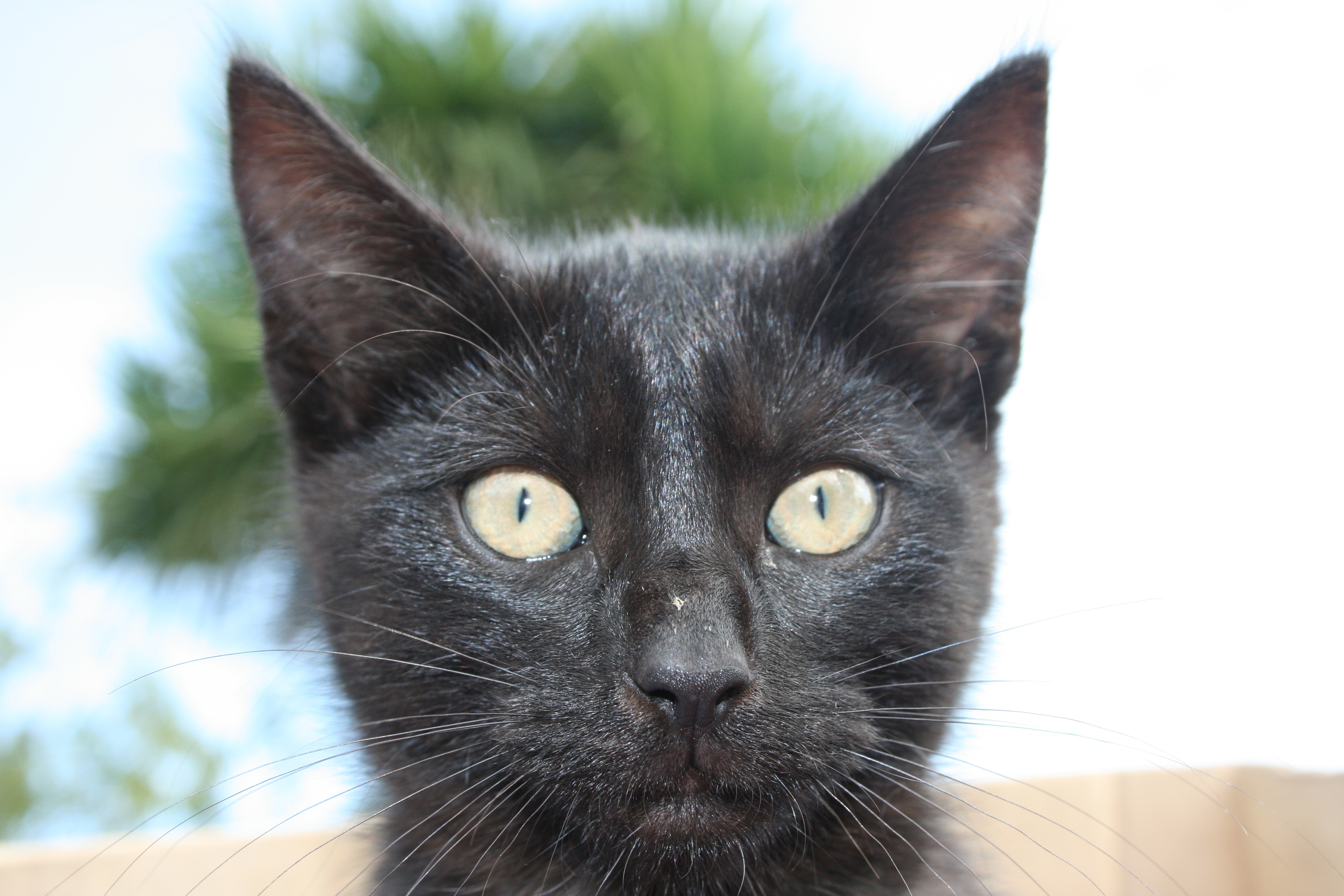 Черные усы у кошки