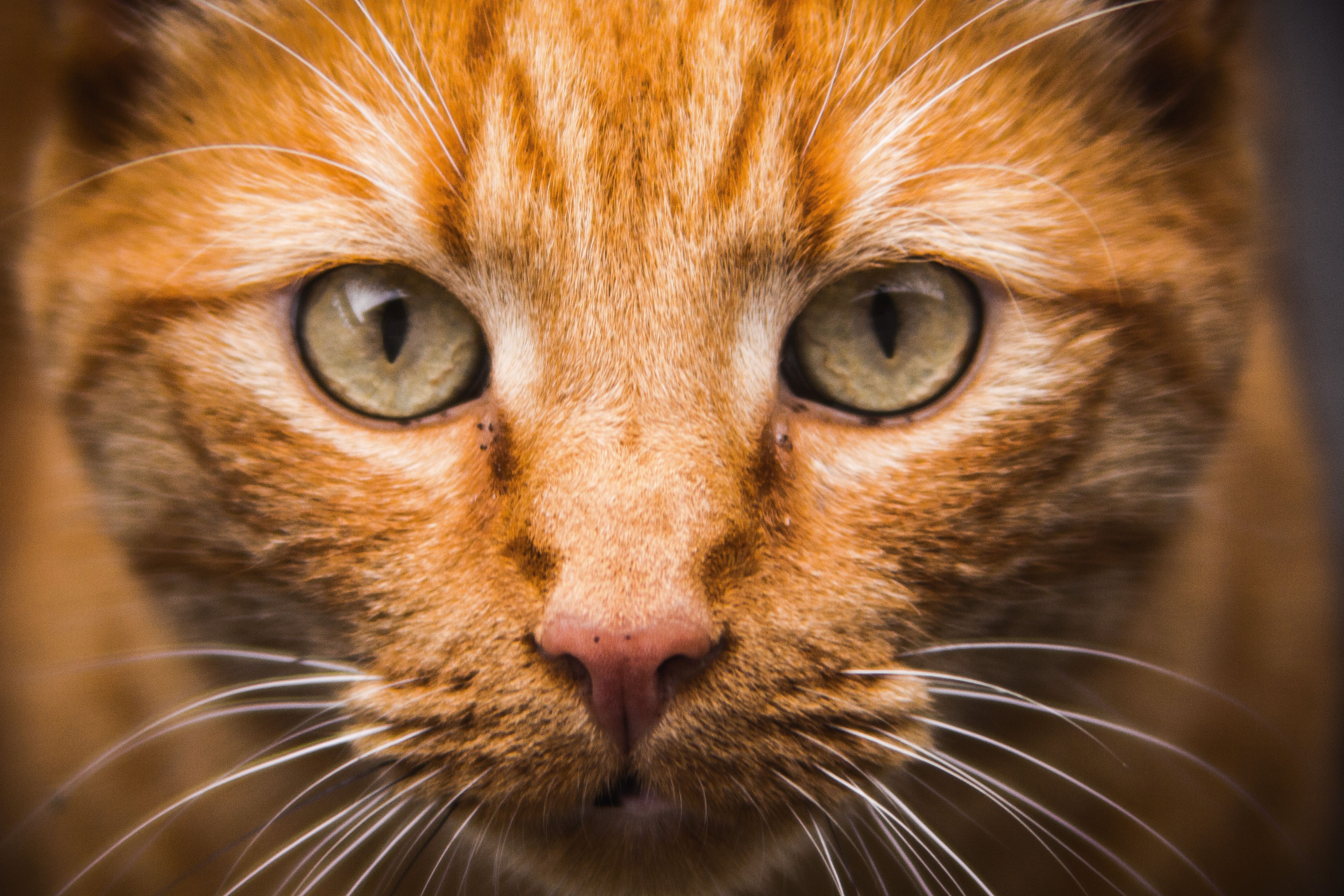 Cats Wallpaper Orange Cat Face Closeup | Animal Wallpaper ...