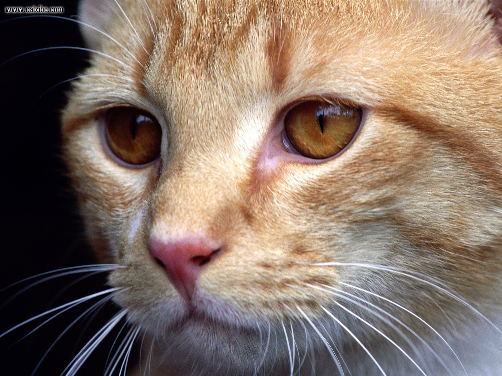 Animals: Cat Closeup, picture nr. 14259