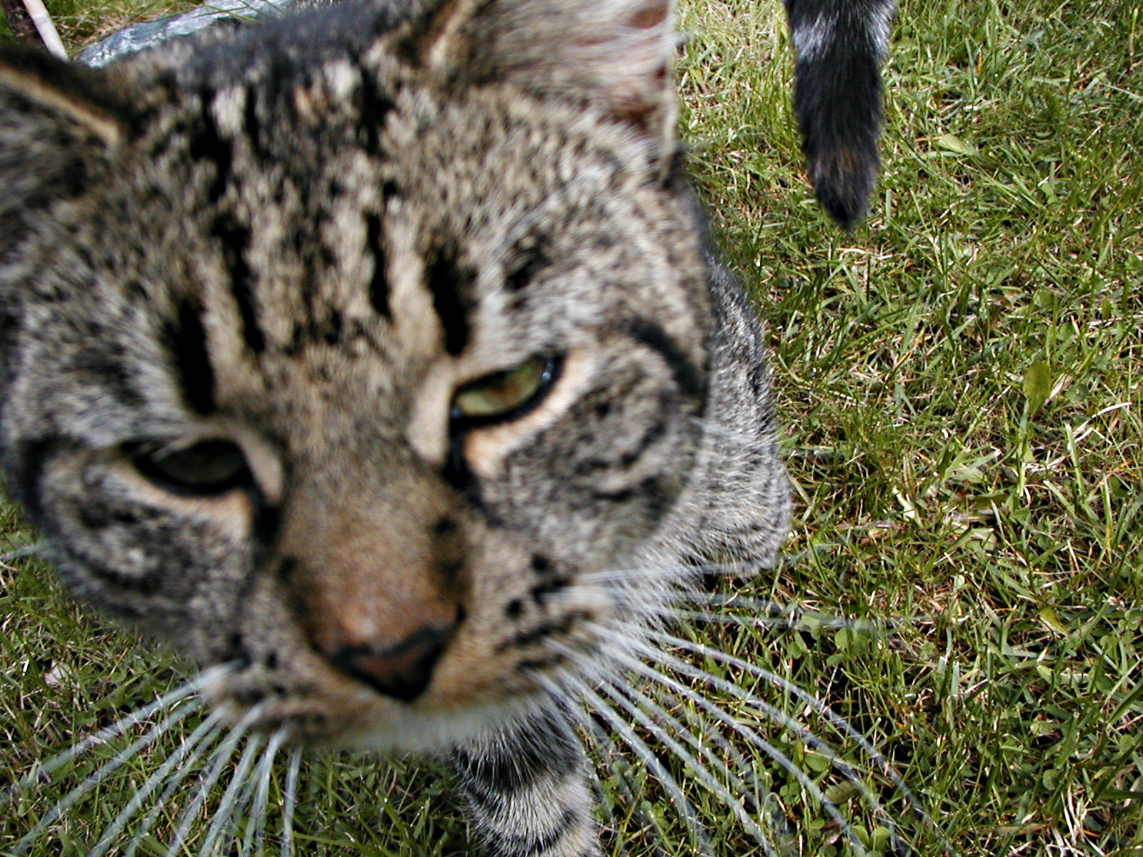 Cat closeup photo