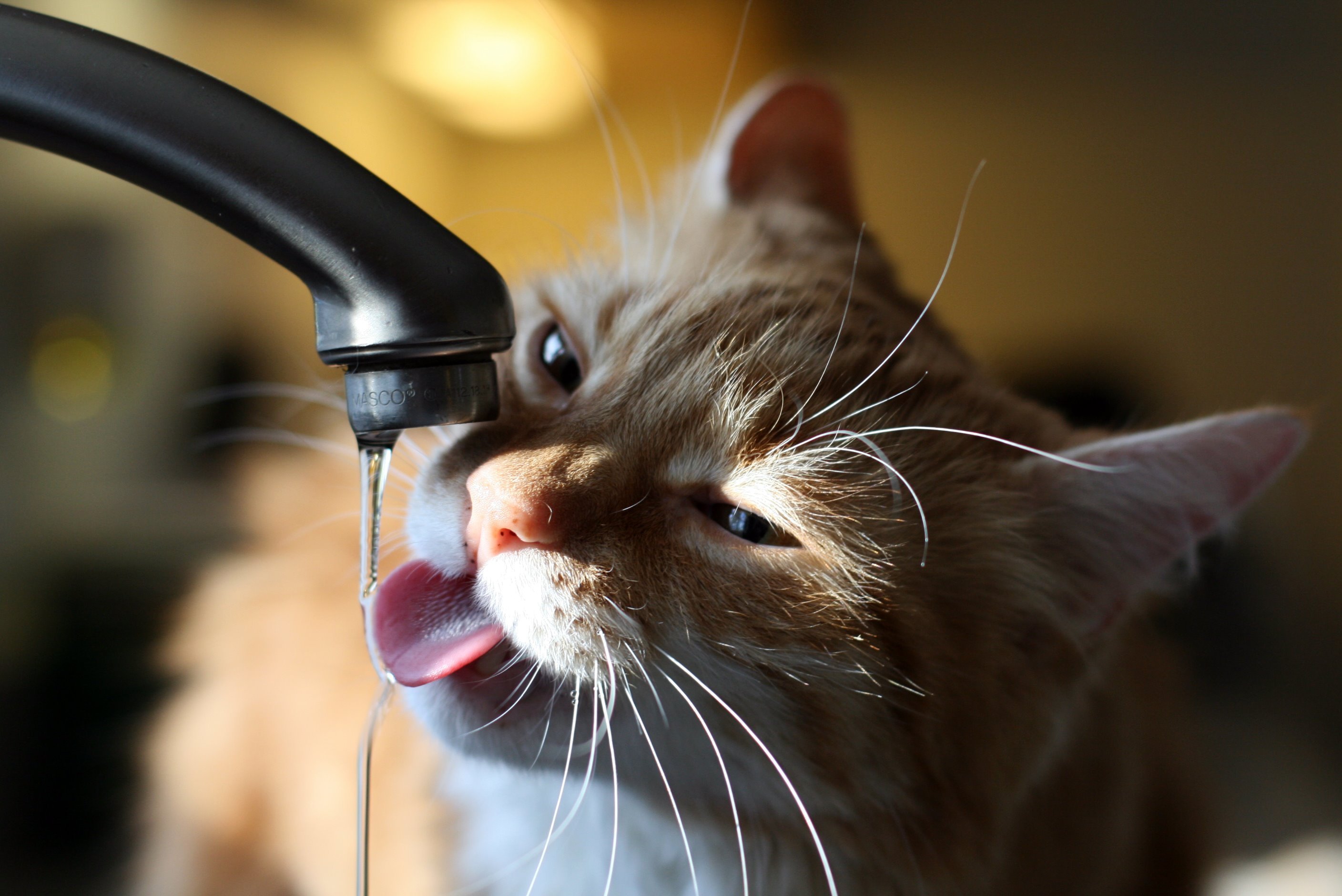 Cat drinking water photo