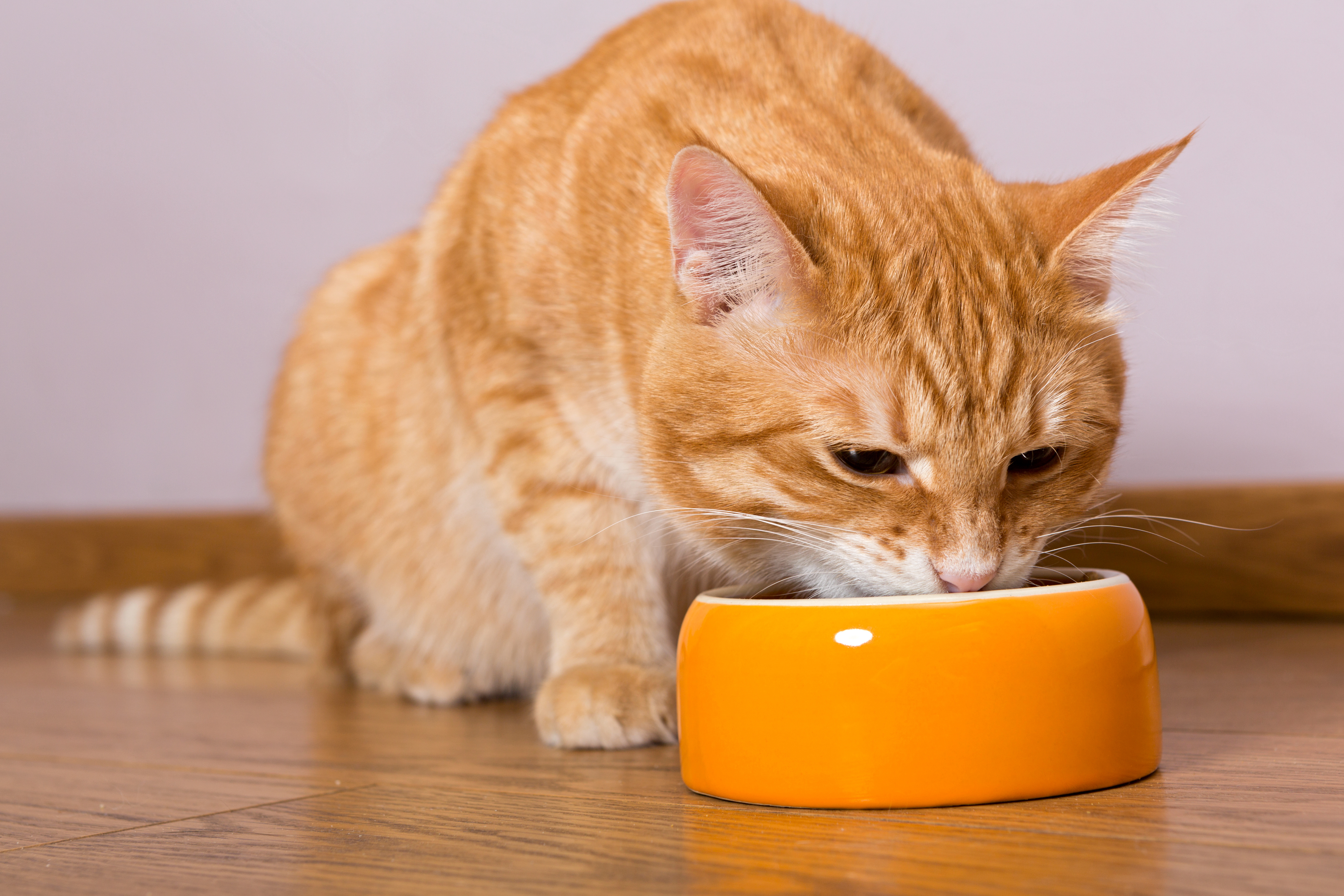 5 Reasons Your Cat May Not Be Drinking out of Their Water Bowl