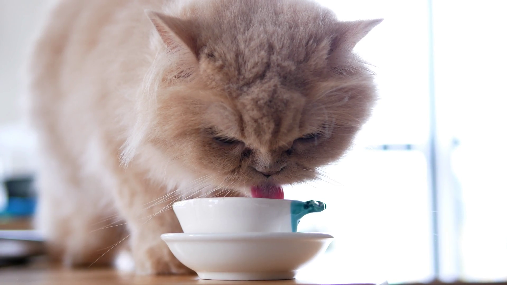 Close up persian cat drinking water on the table with over white ...