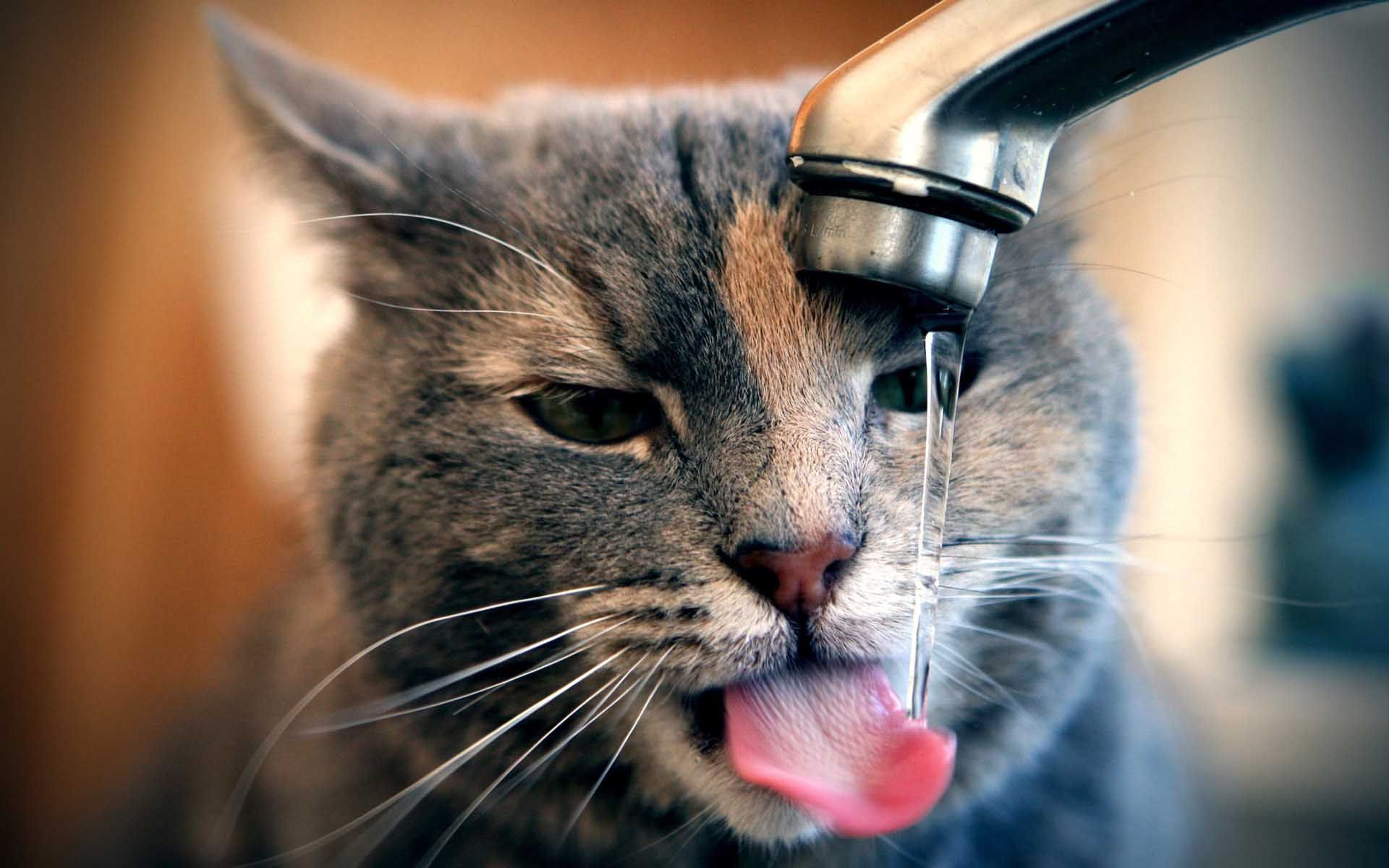 Smart Cat Drinking Tap Water | HD Animals and Birds Wallpapers for ...