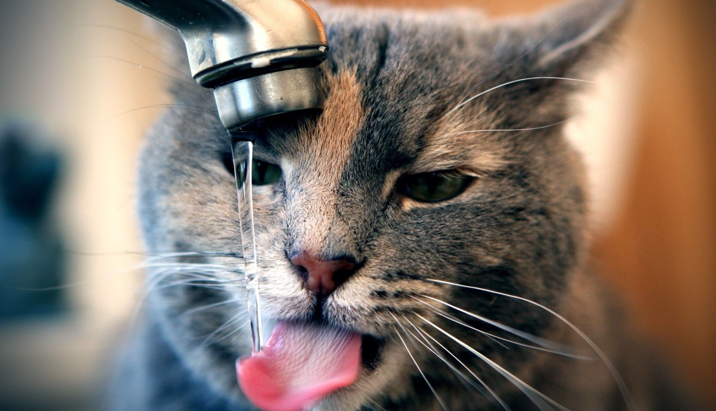 Funny Cats Drinking From Water Taps 2016 - YouTube