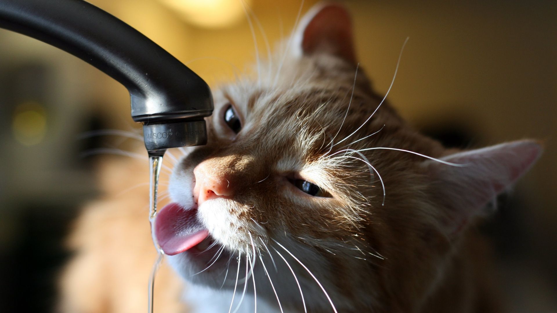 Cat Drinking Water from Tap Wallpaper - Wallpaper Stream