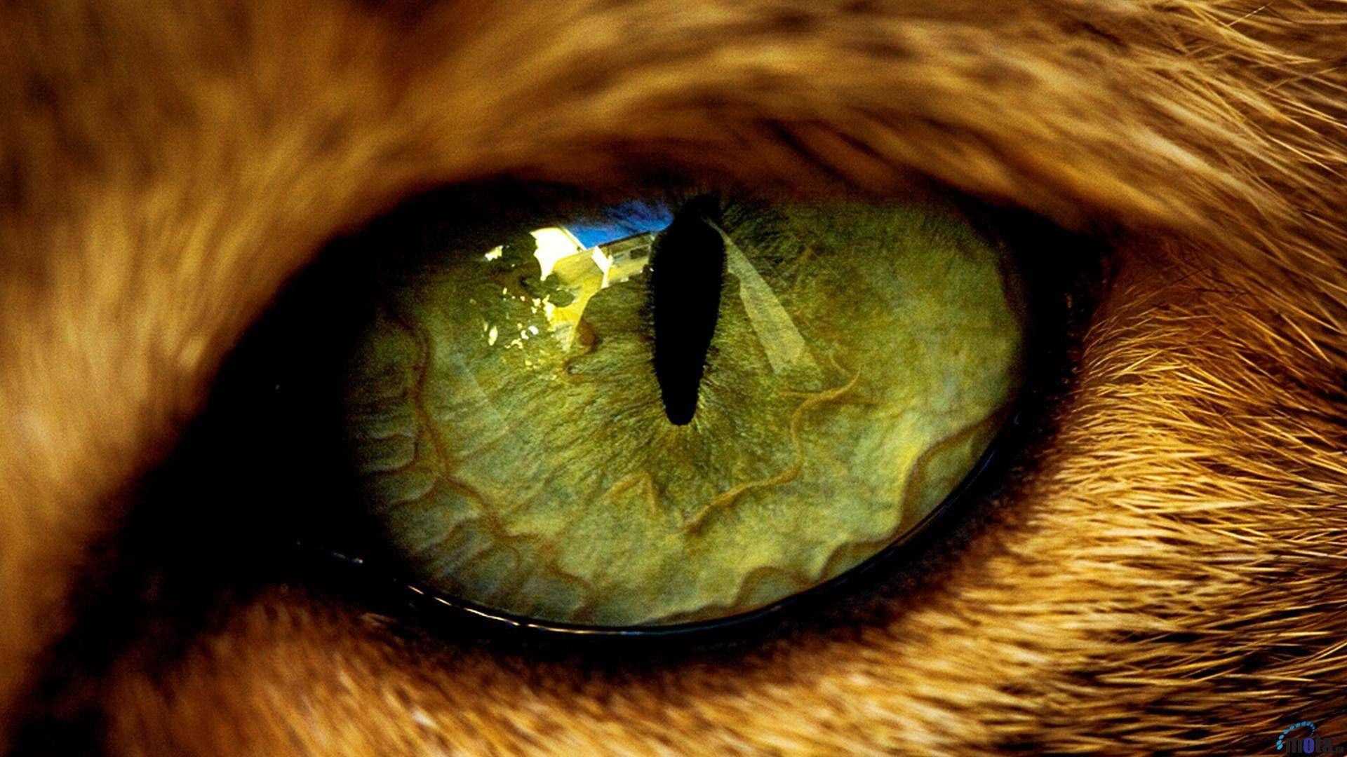 Cat eye photo