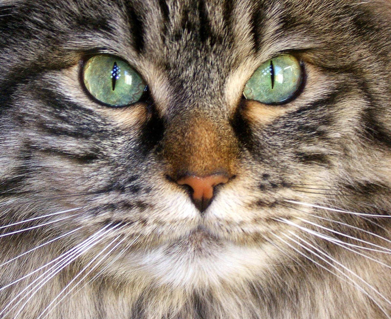 Can A Cat's Eyes Change Color? Find Out More About Your Cat's Eyes