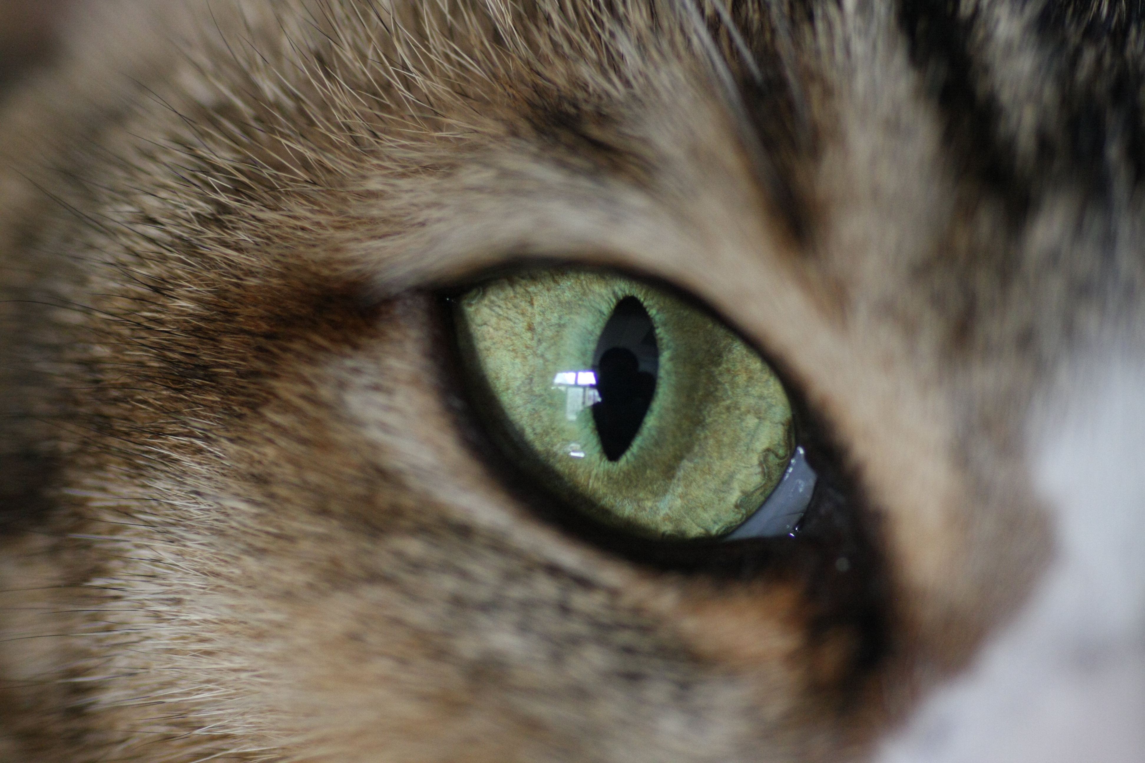 File:House cat eye.JPG - Wikimedia Commons