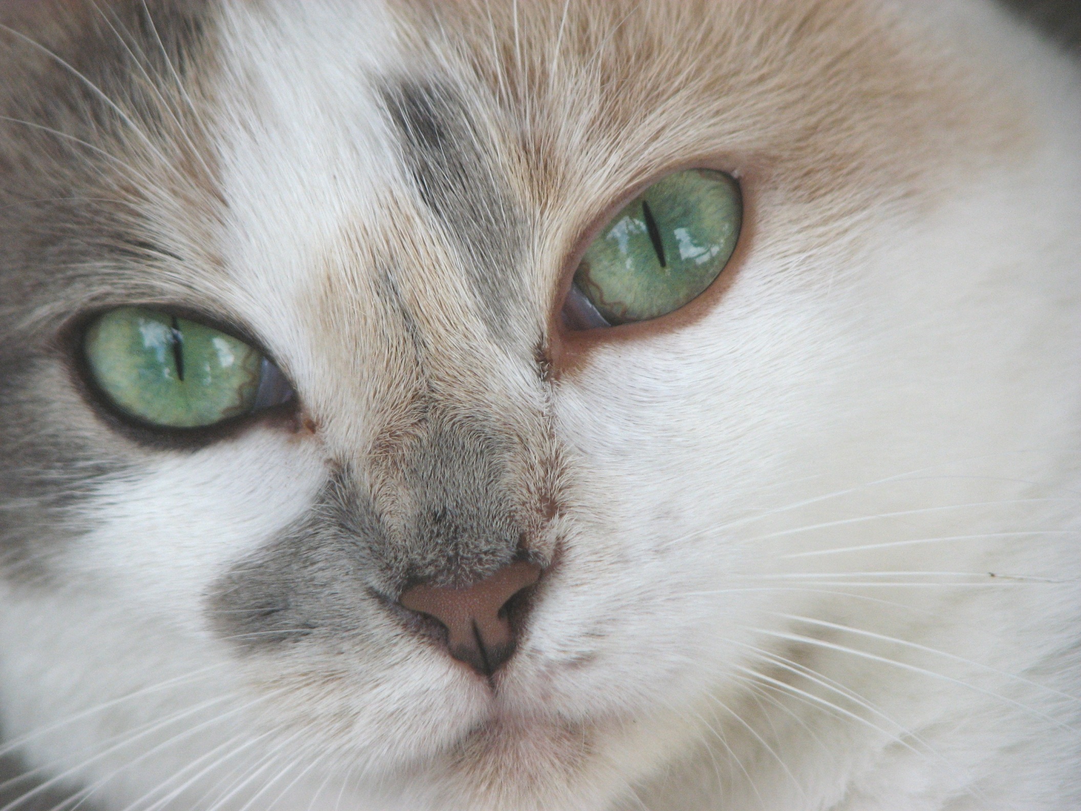 Cat eye photo