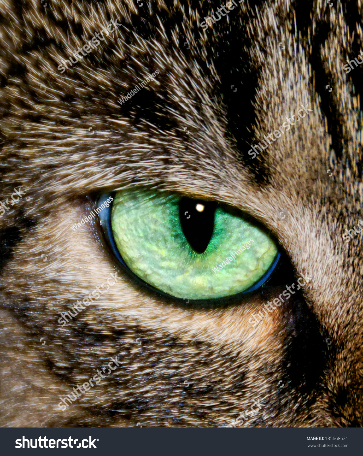 Closeup Gray Tabby Cats Eye Stock Photo (Download Now) 135668621 ...