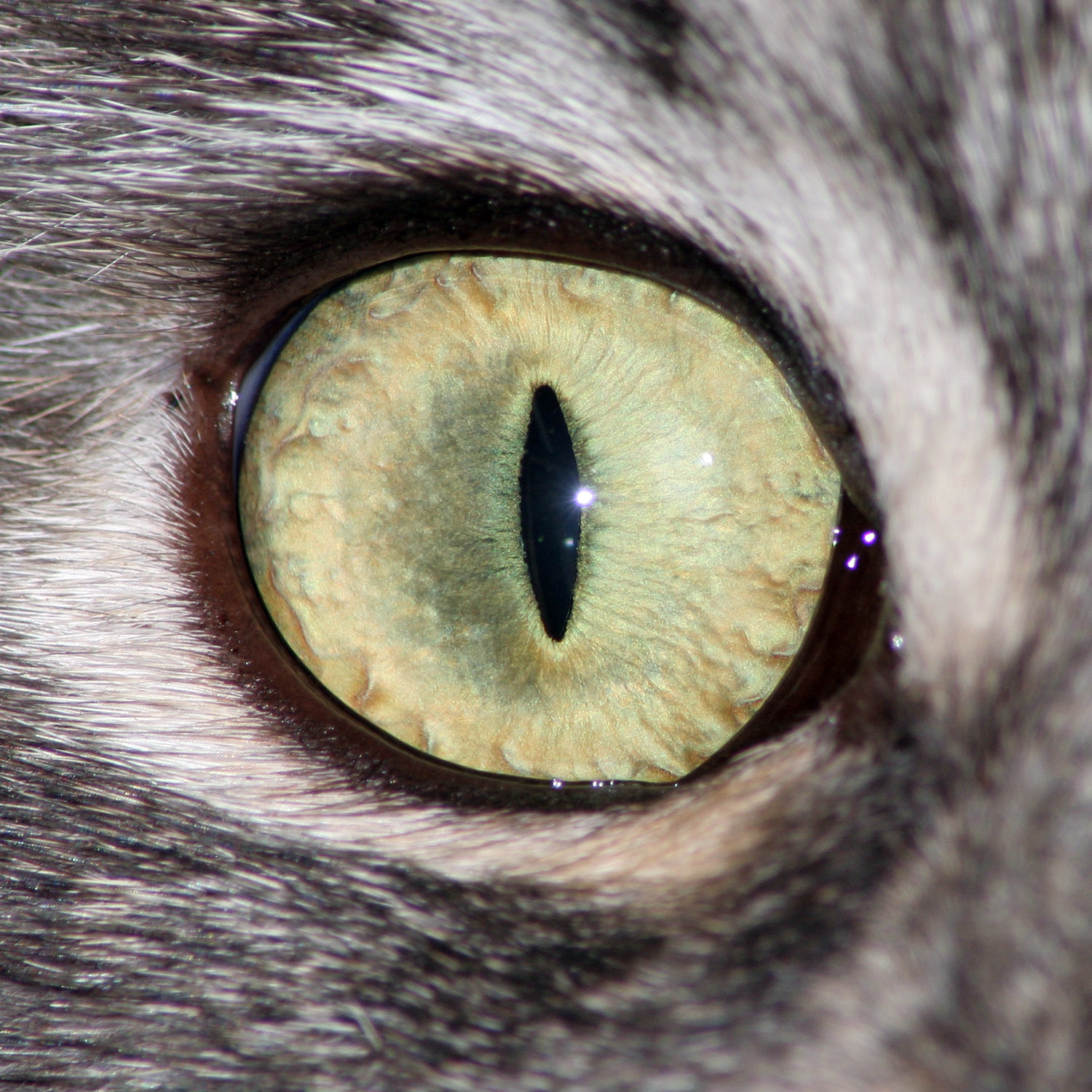 1500 px Cat eye by Hoschie-Stock on DeviantArt