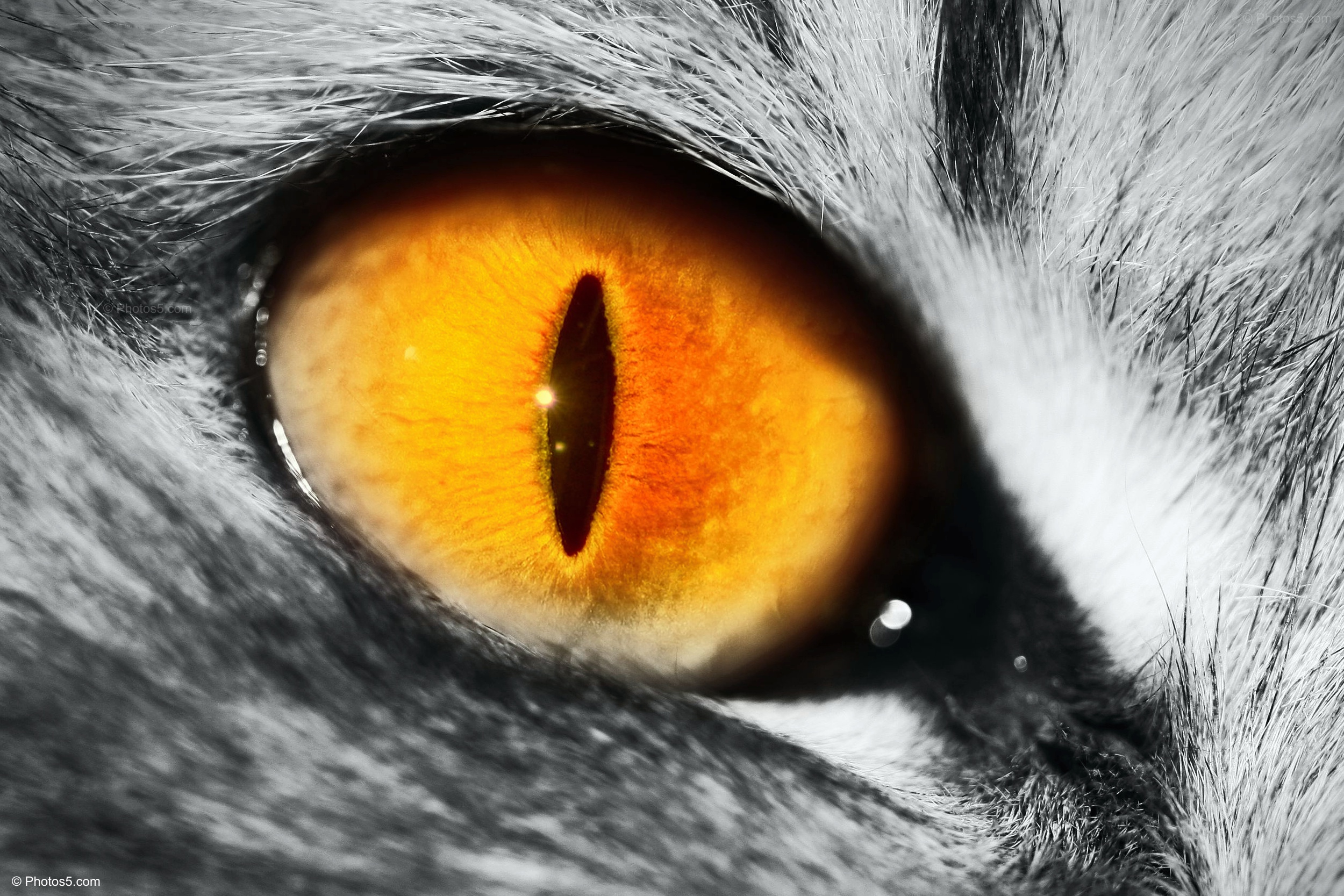 Macro of Cat Eye – Photos5.com