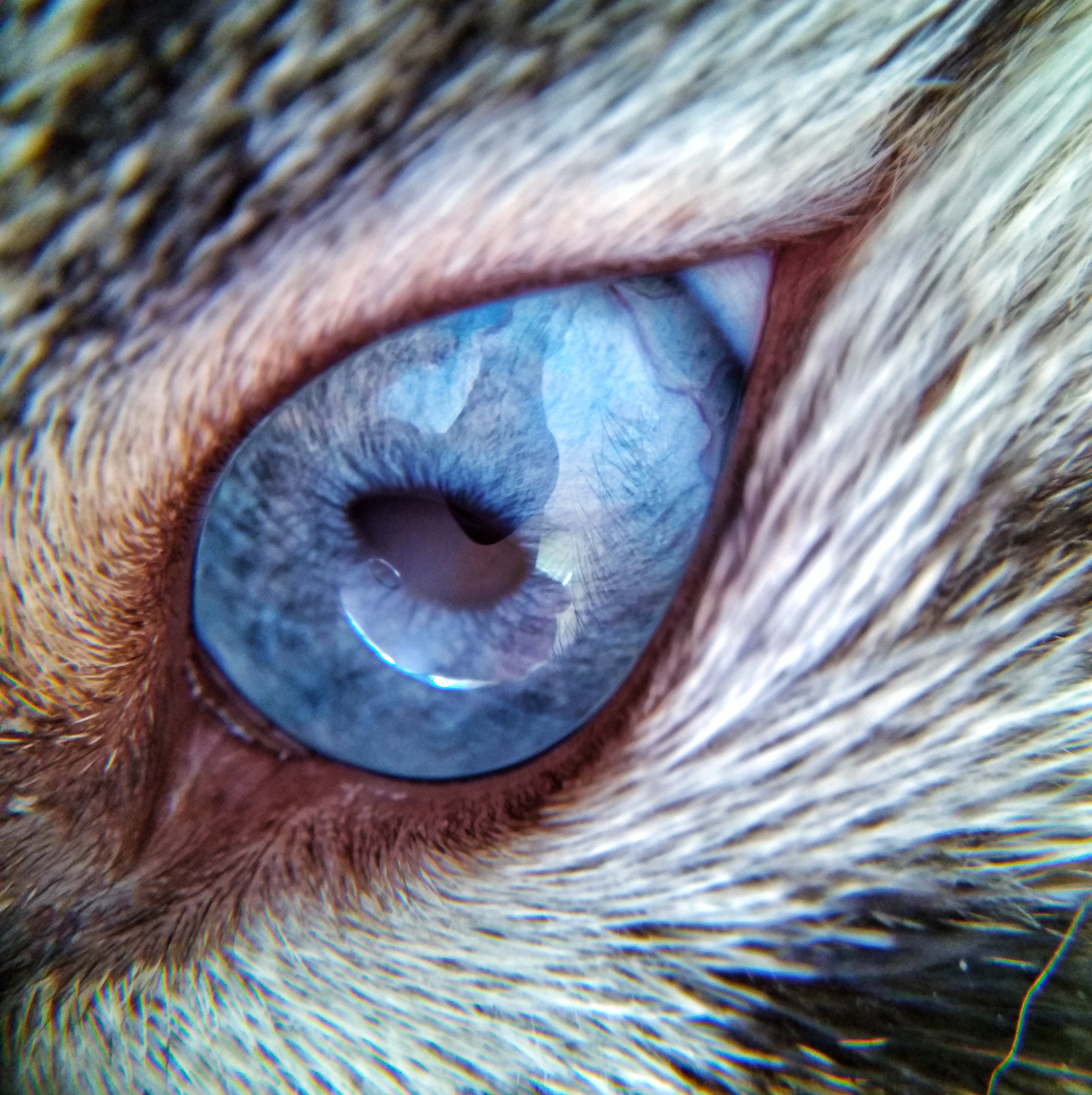 File:BLUE CAT EYE CLOSE UP.jpg - Wikimedia Commons