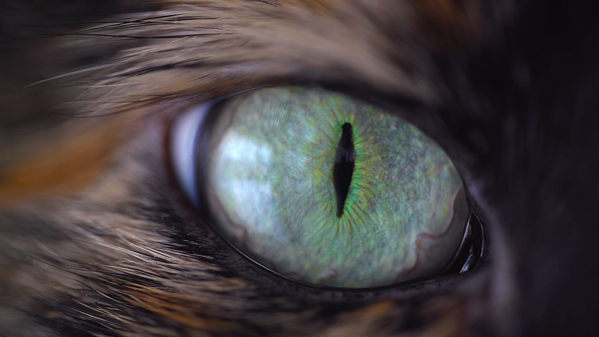 Close-up of cat photo