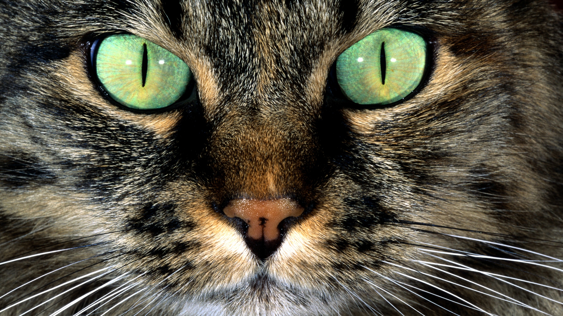 Download Wallpaper 1920x1080 cat, eyes, evil, furry, green Full HD ...