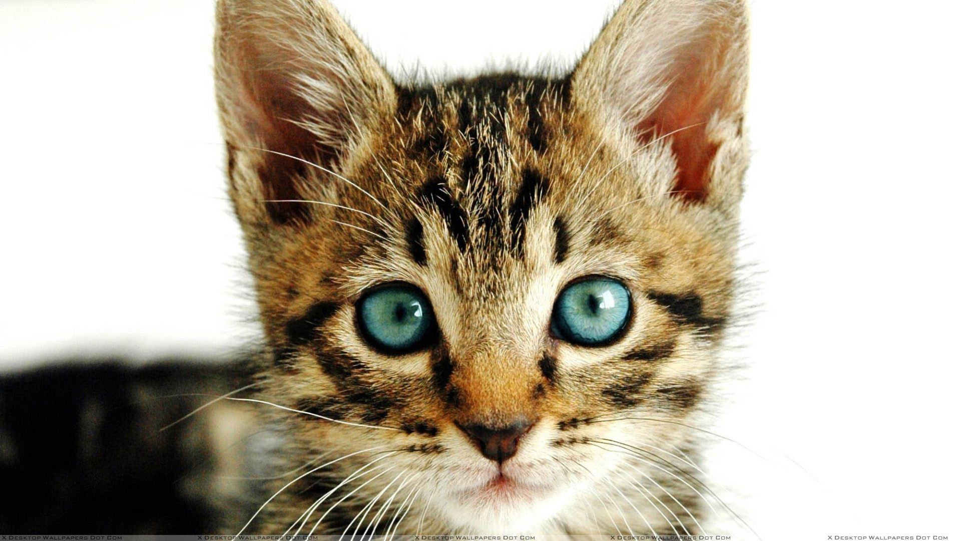 Cat Face Closeup With Green Eyes Wallpaper