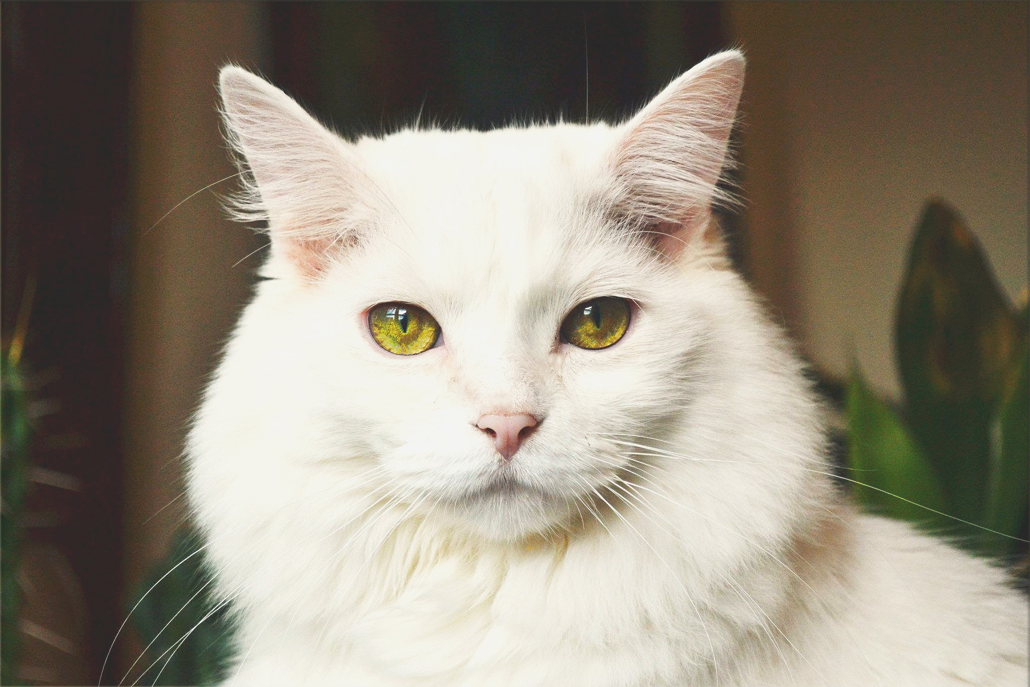 White cat photo