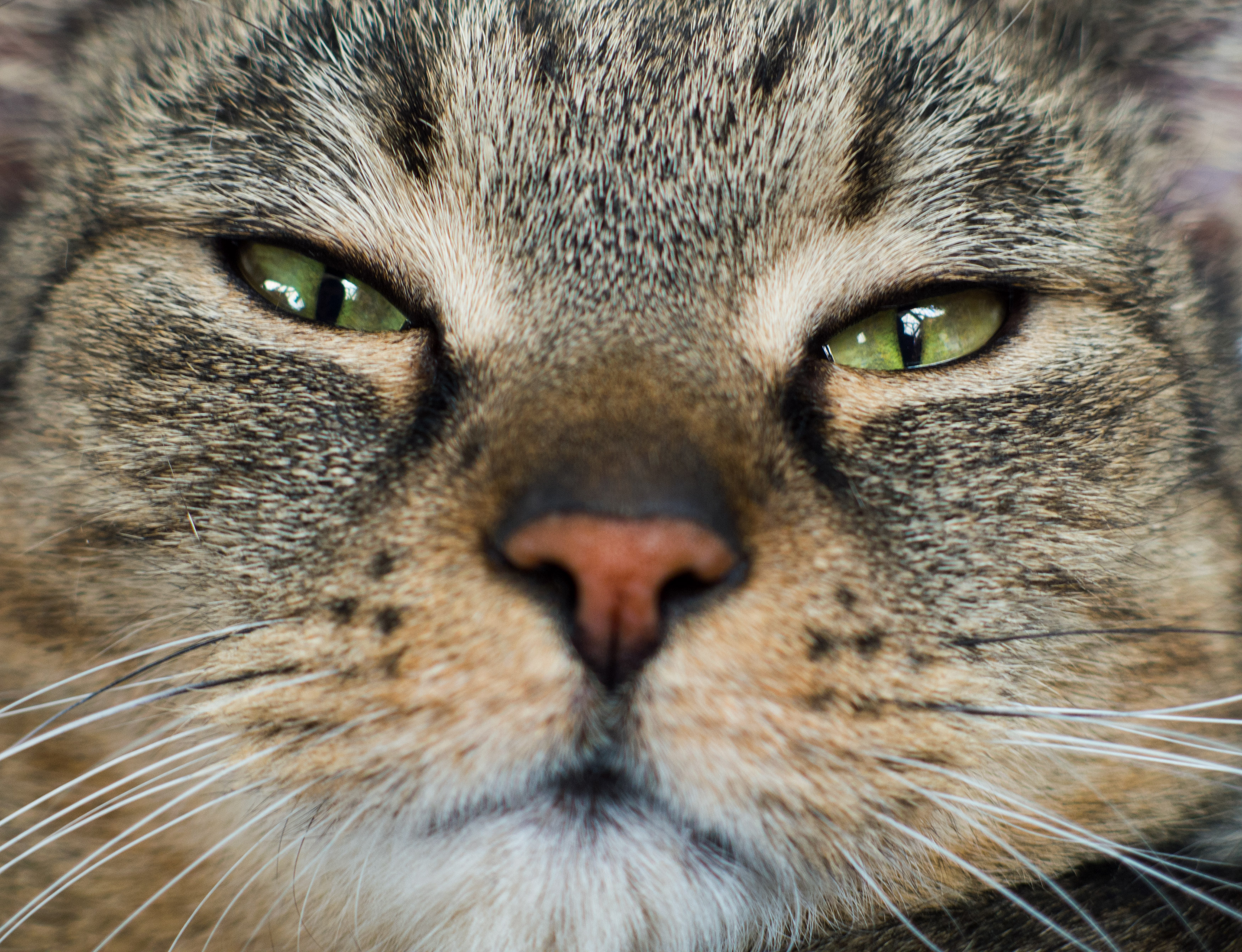 Free Image: Cat's Face Close Up | Libreshot Public Domain Photos