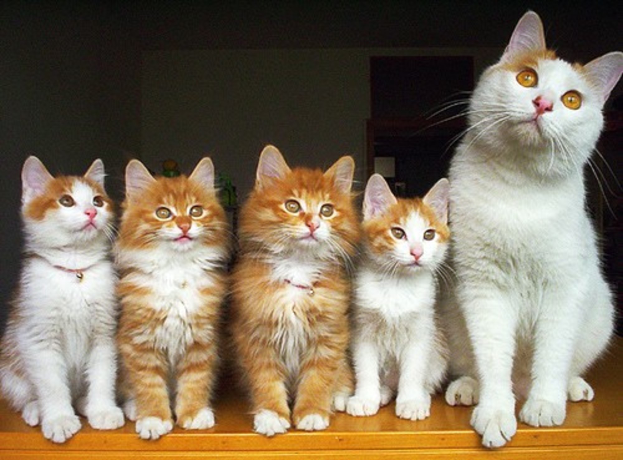 Fluffy Cat Family Portrait Photos - Love Meow