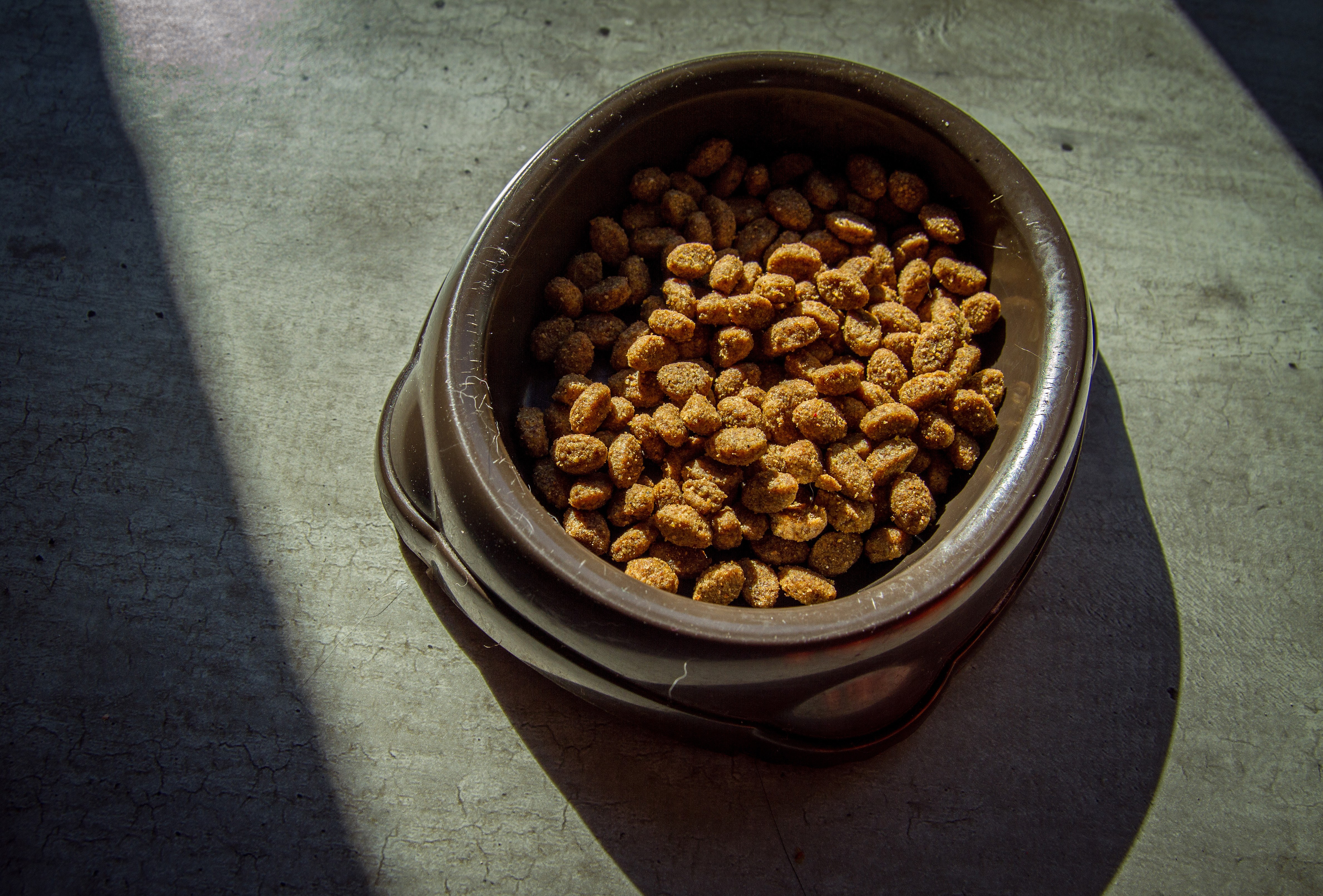 Cat food in bowl, Animals, Assorted, Bowl, Brown, HQ Photo