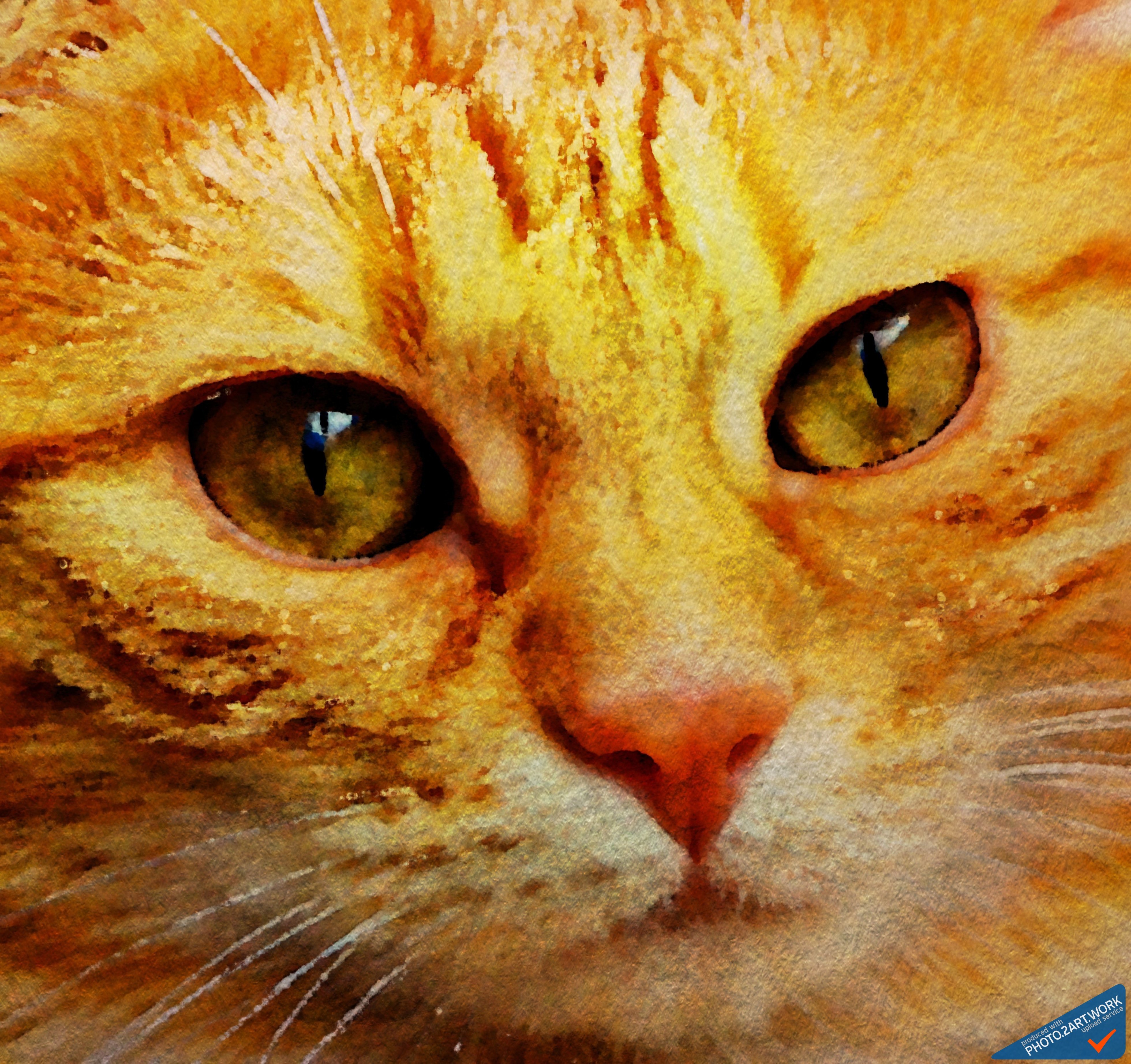 Cat - ID: 16218-130649-5573, 1334970, Pet, Head, Kitten, HQ Photo