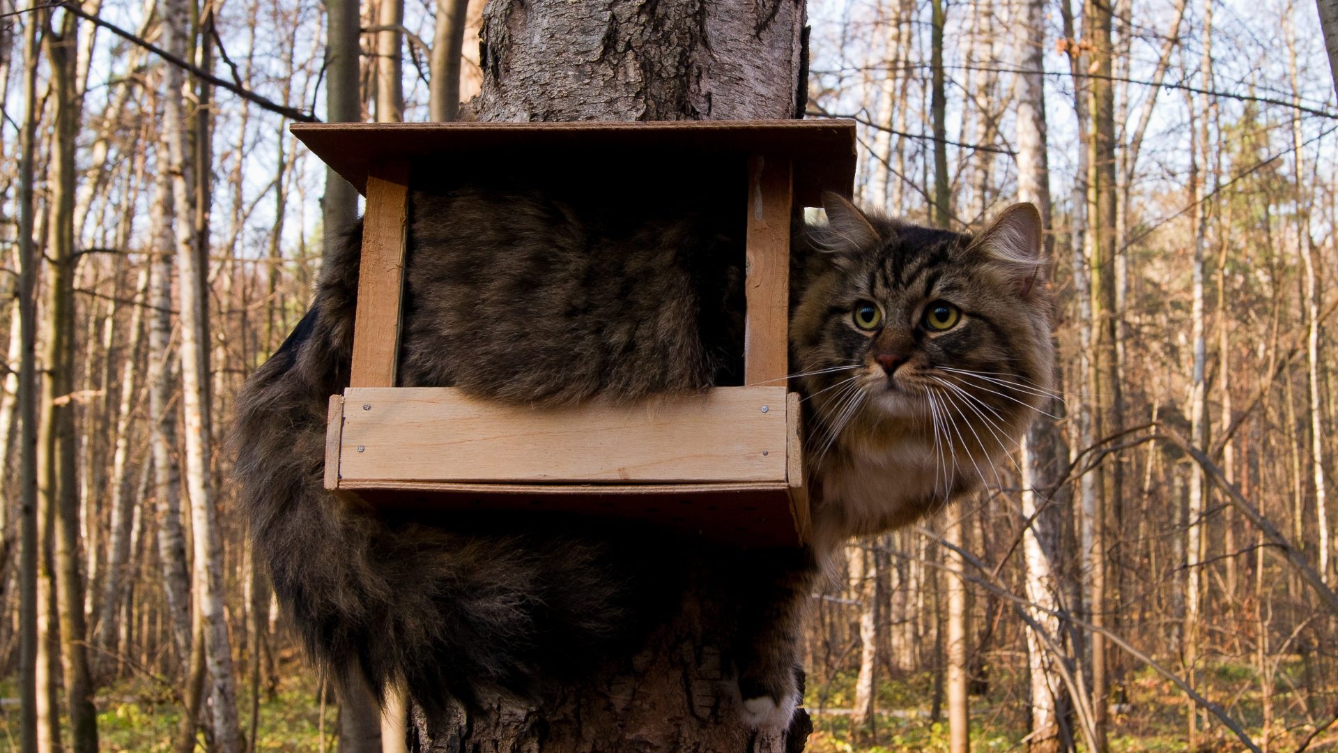 Cat in birdhouse photo