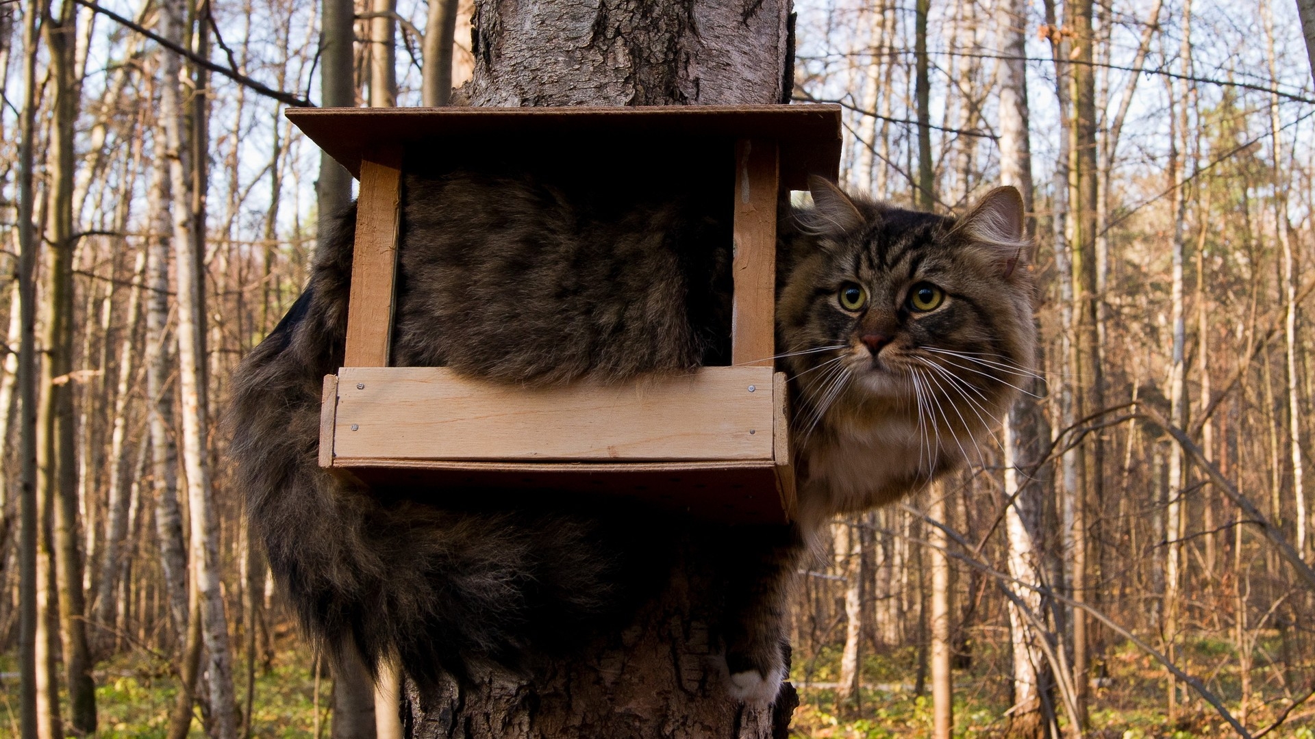 Download Wallpaper 1920x1080 cat, birdhouse, furry, funny, situation ...
