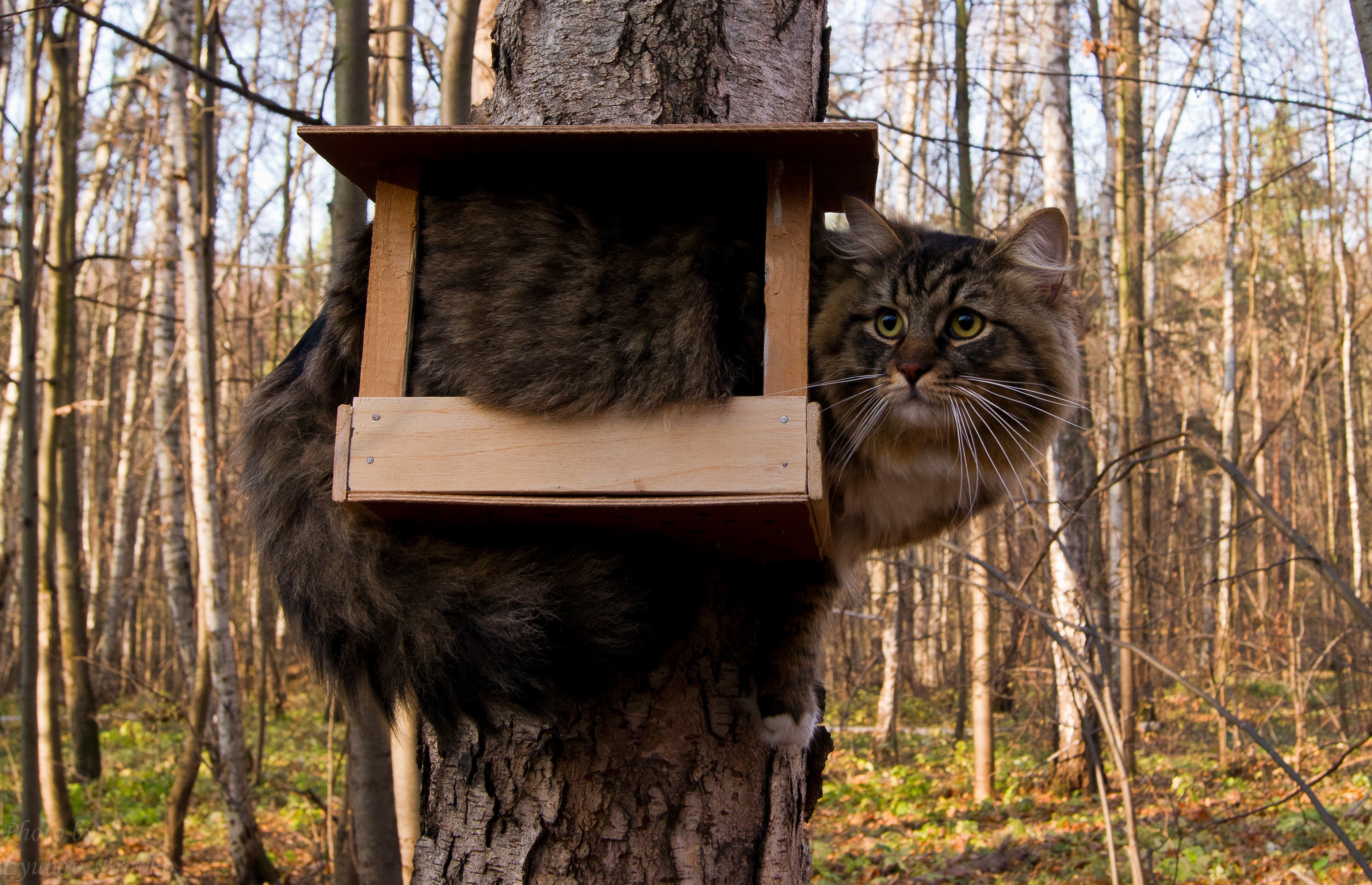 Wallpaper : cat, bird house, sit, funny, tree, forest, furry ...