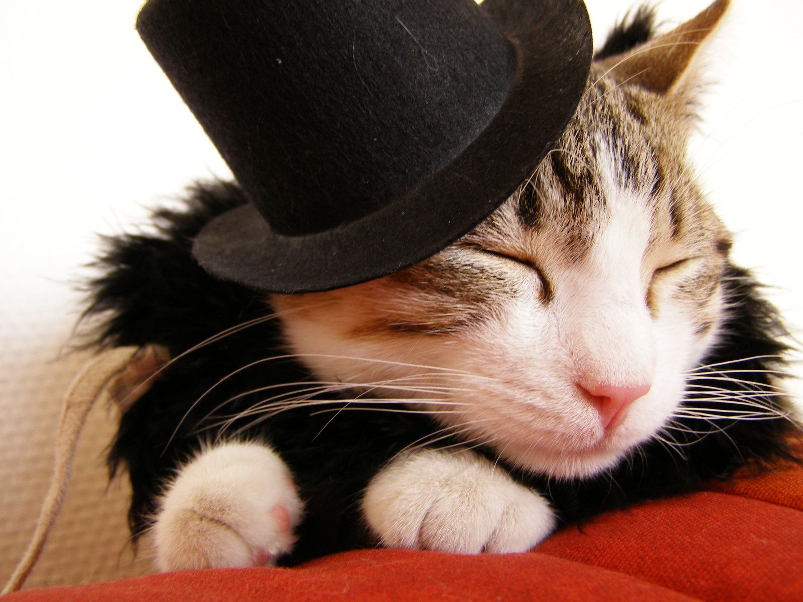 Feline Fashions – A Real Cat In A Hat (and worse) | Cat, Funny ...
