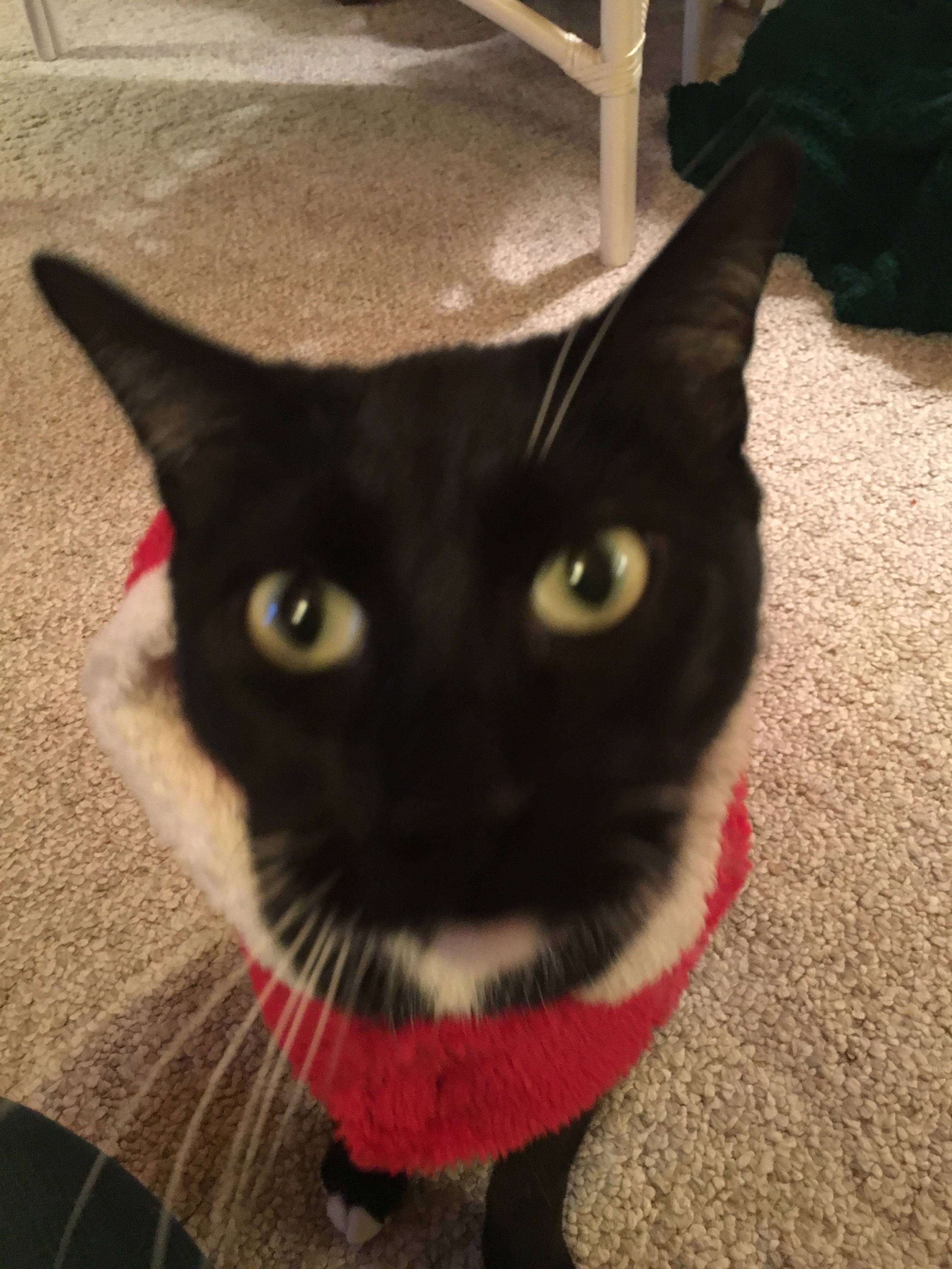 It's my cake day so have photos of my cat in clothes. - Album on Imgur