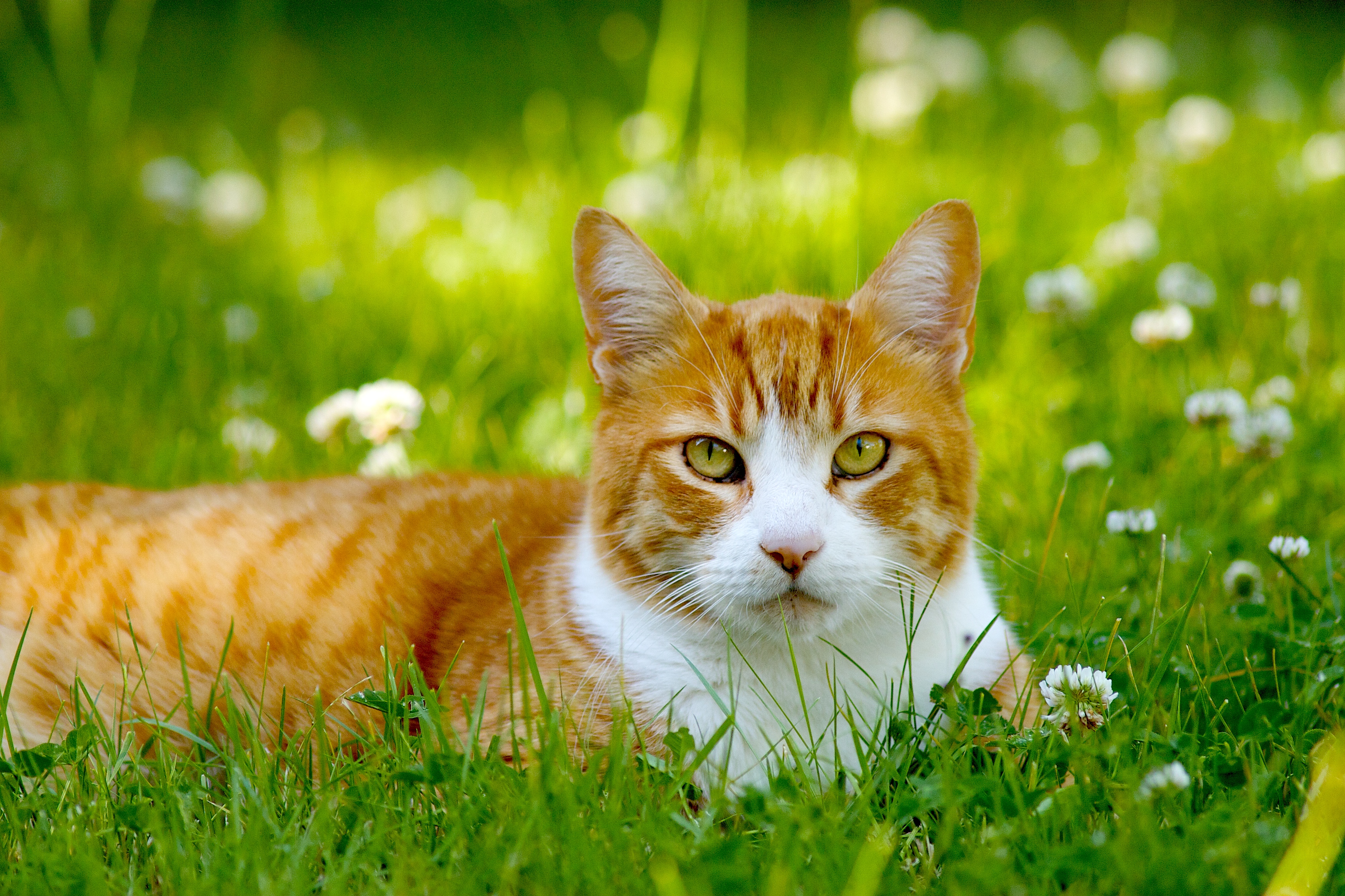 Cat in grass photo